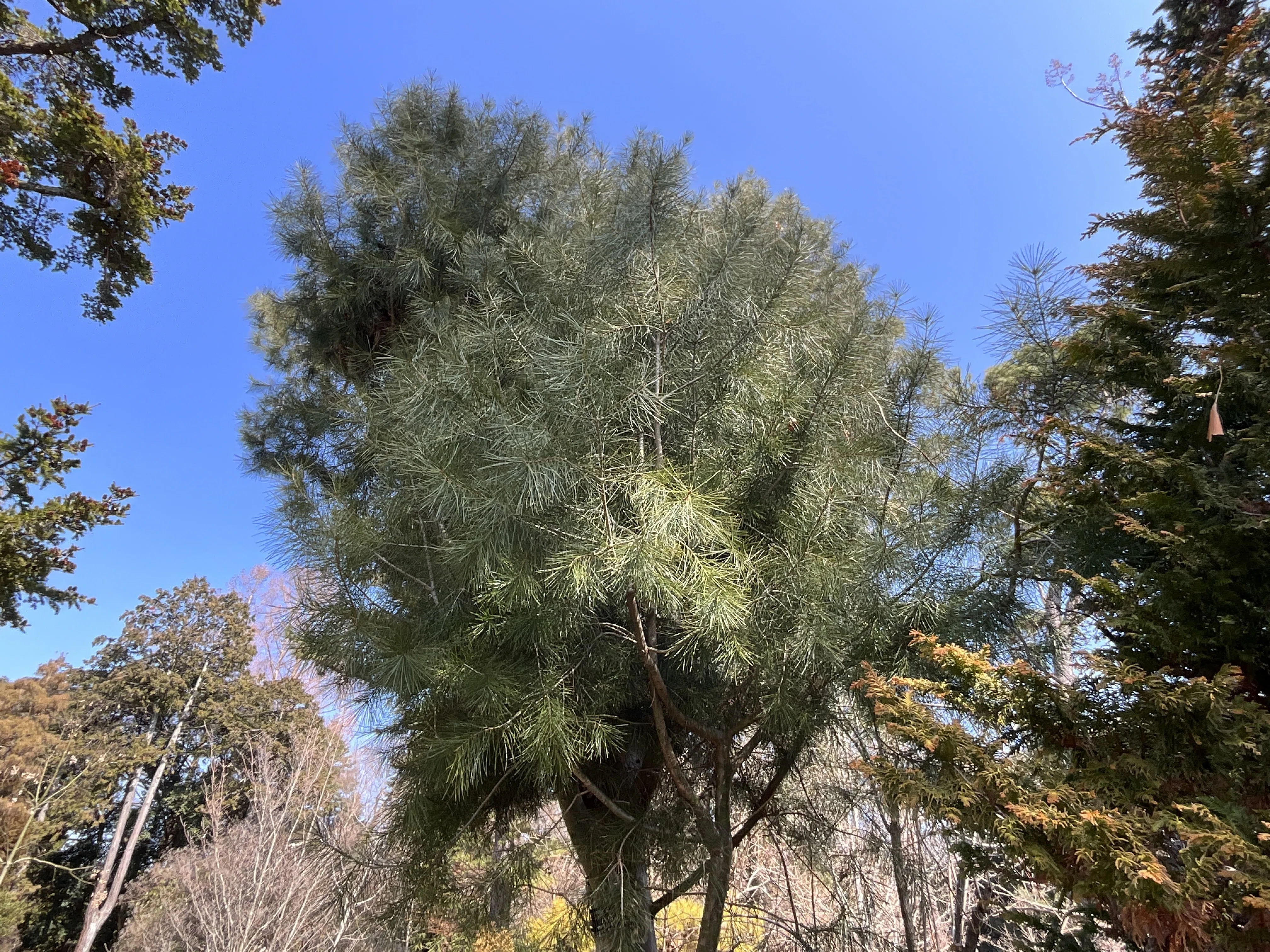 ハクショウ（京都府立植物園）No.104：2026年3月10日（火）｜藤井秀昭