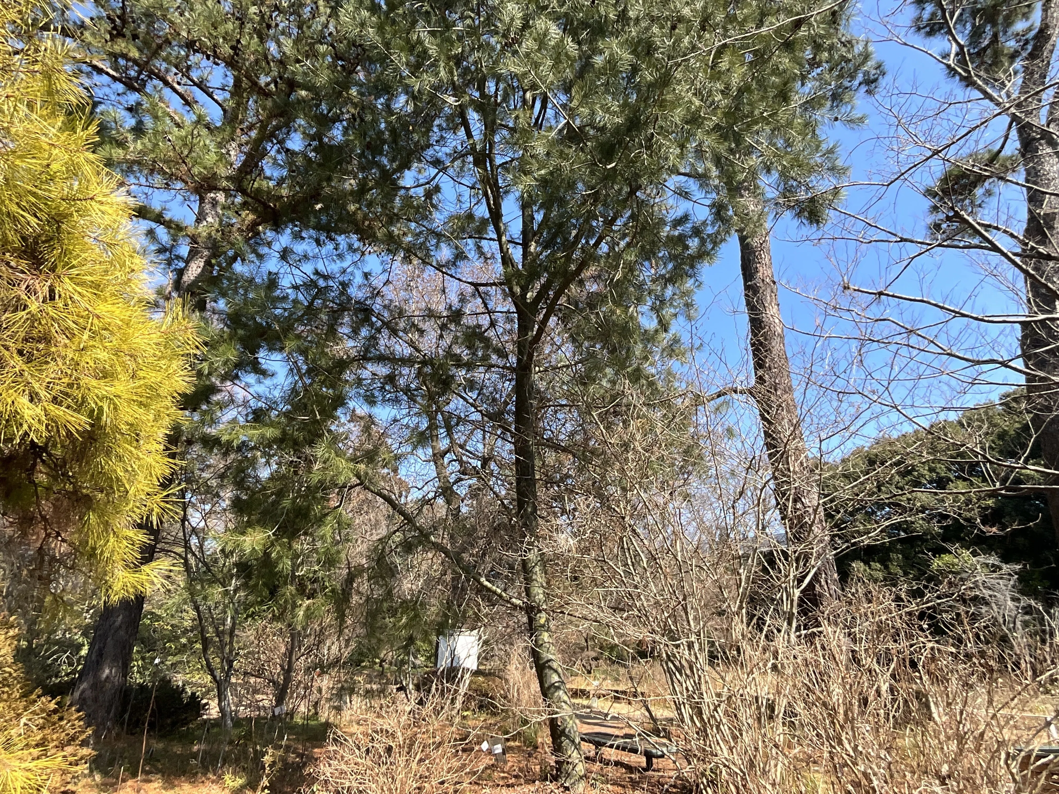ハクショウ（京都府立植物園）No.104：2026年3月10日（火）｜藤井秀昭