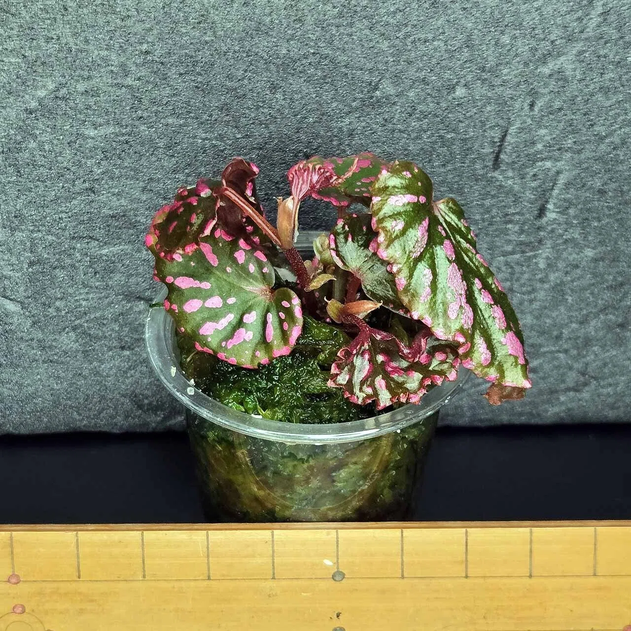 専用❣️Begonia negrosensis ベゴニア　ネグロセンシス　原種 ベゴニア・ネグロセンシス（Begonia negrosensis）｜ポチョムキン卿