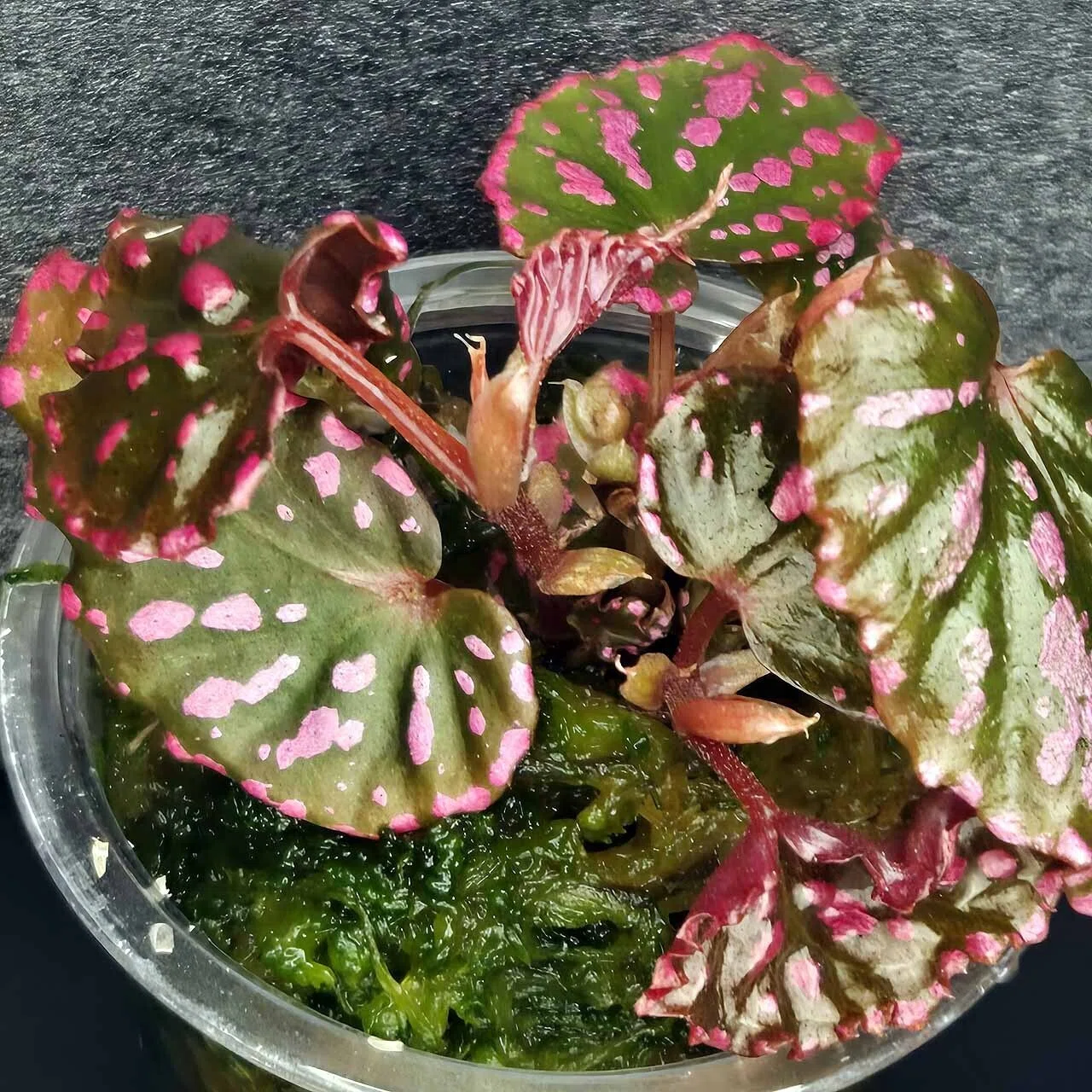 専用❣️Begonia negrosensis ベゴニア　ネグロセンシス　原種 ベゴニア・ネグロセンシス（Begonia negrosensis）｜ポチョムキン卿