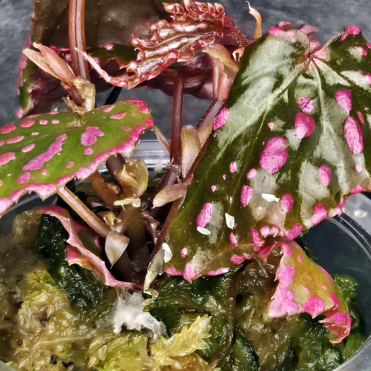 ベゴニア・ネグロセンシス（Begonia negrosensis）｜ポチョムキン卿