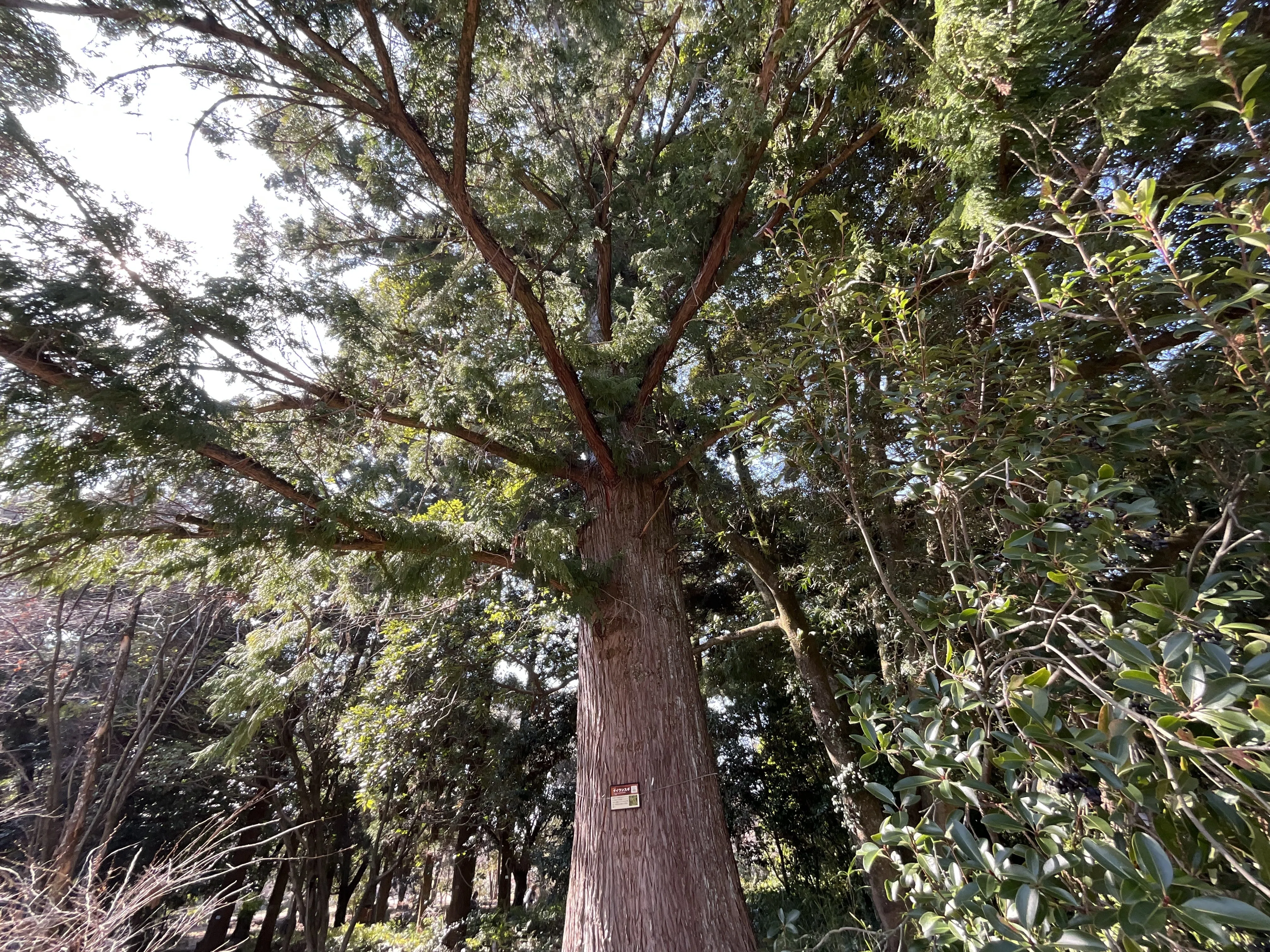 タイワンスギ（京都府立植物園）No.75：2026年3月6日（金）｜藤井秀昭