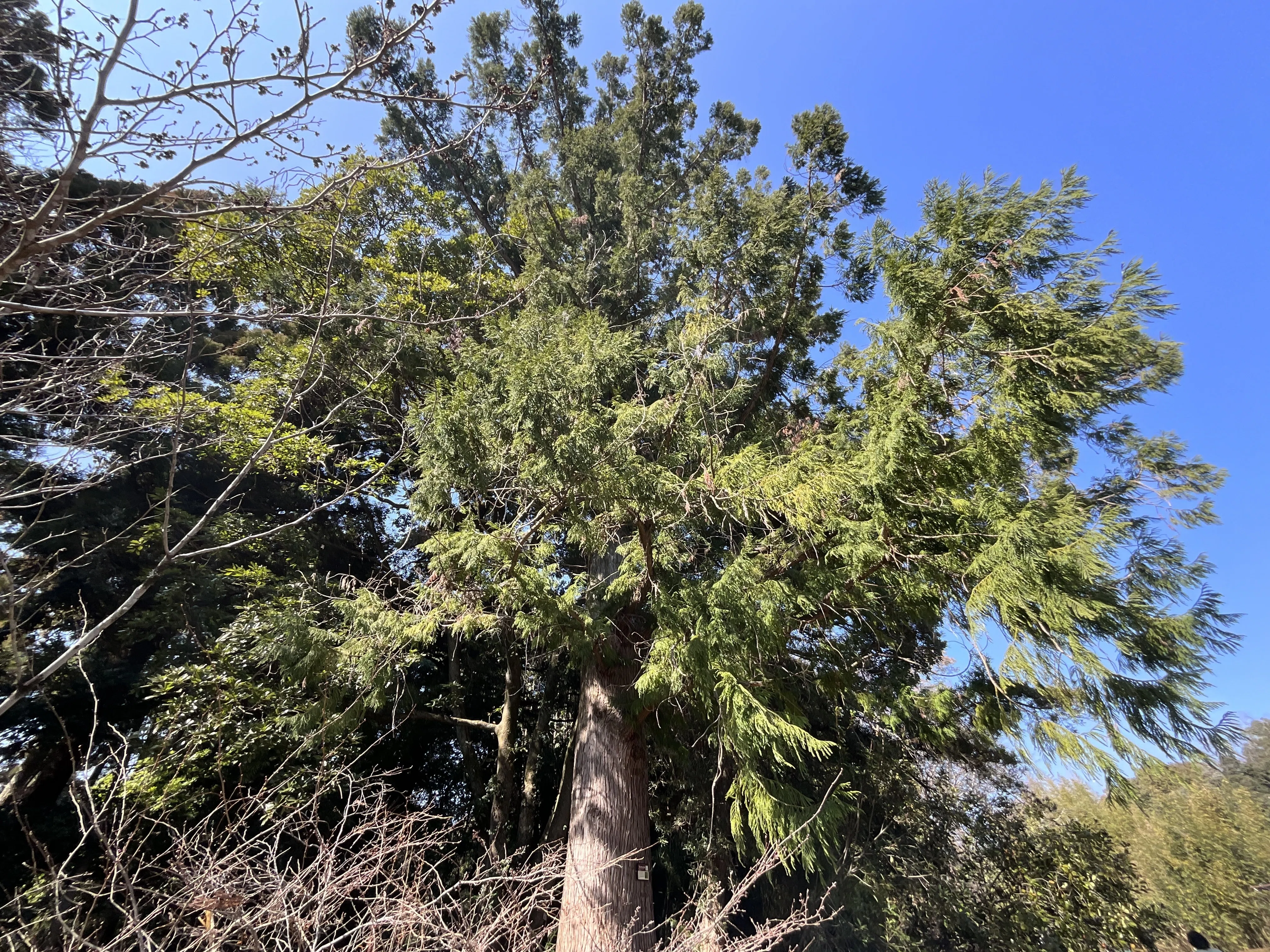 タイワンスギ（京都府立植物園）No.75：2026年3月6日（金）｜藤井秀昭