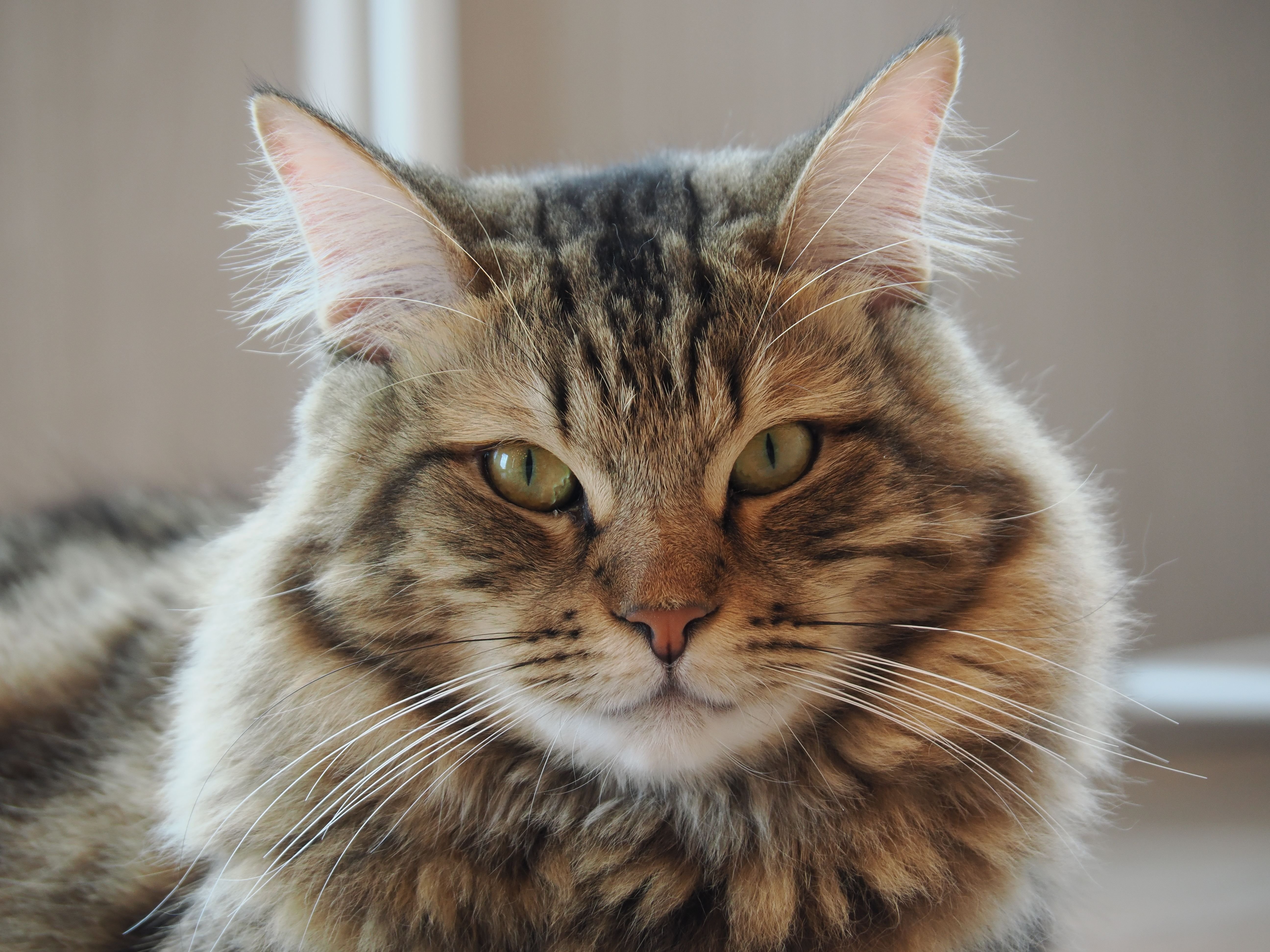 猫カフェモカ（MOCHA）姫路店のモカにゃんず2026｜M_ayumi