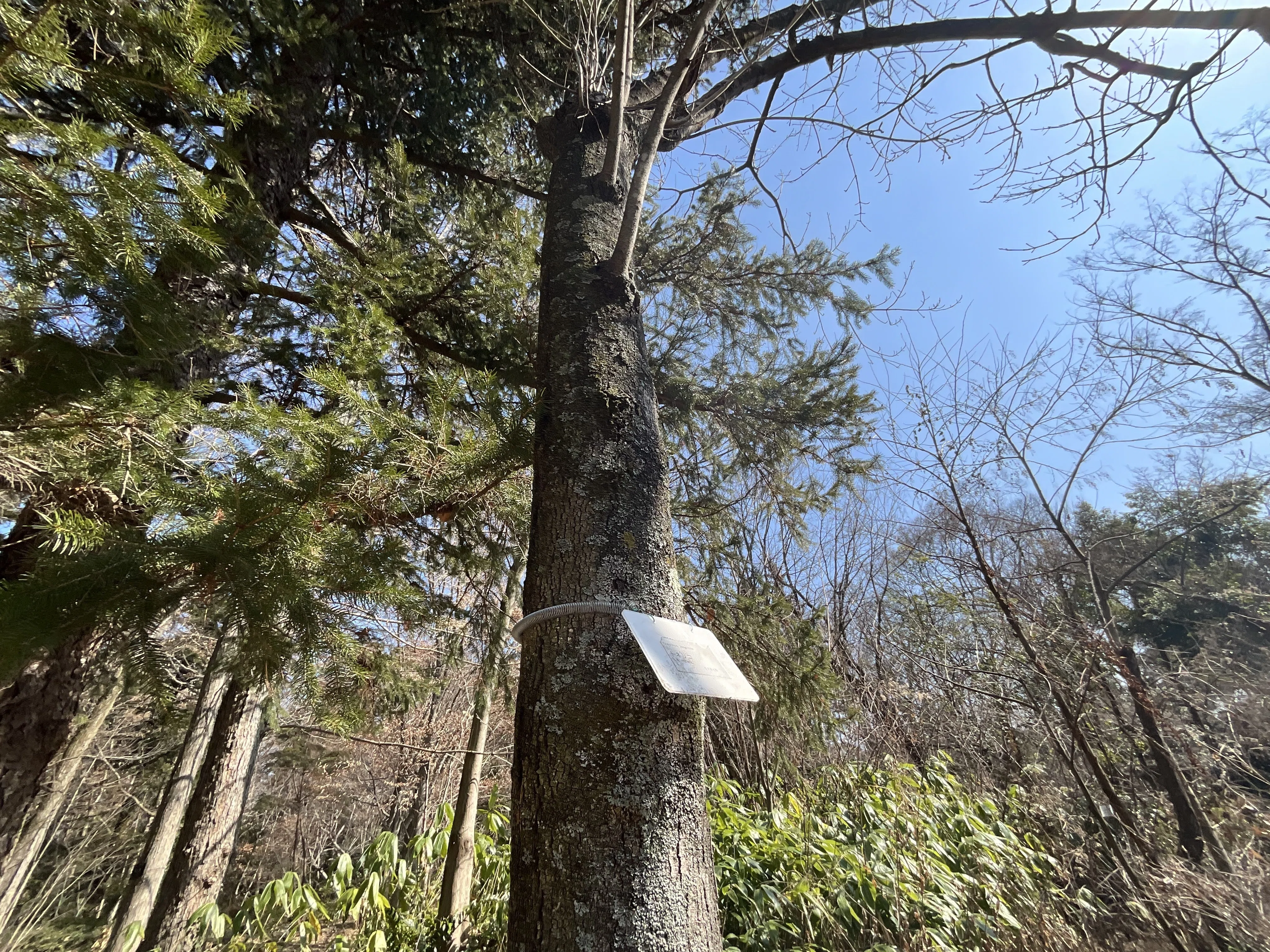 トネリコ（京都府立植物園）No.92：2026年3月18日（水）｜藤井秀昭