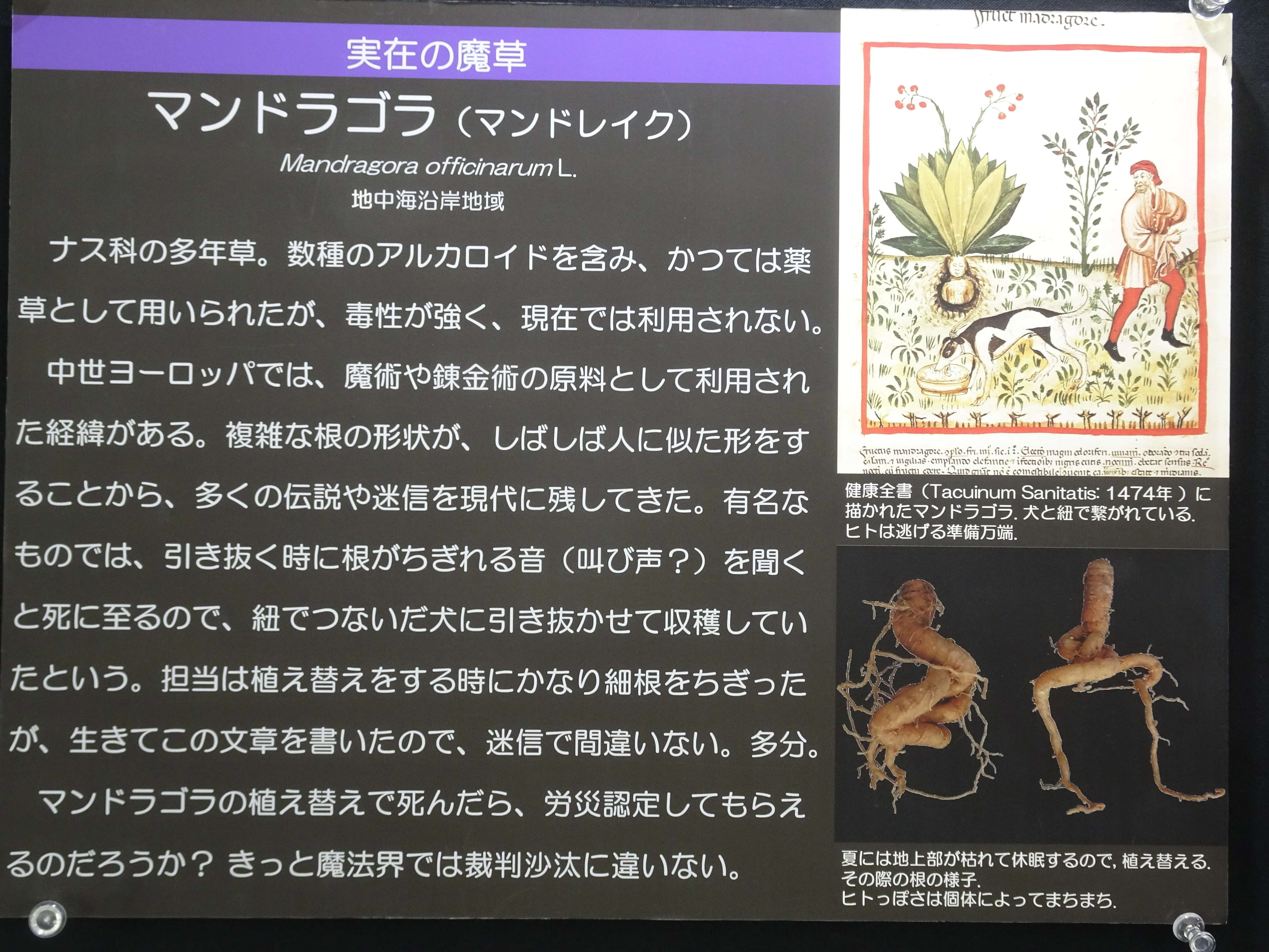 富山市中央植物園に行ってきました｜Hiromi