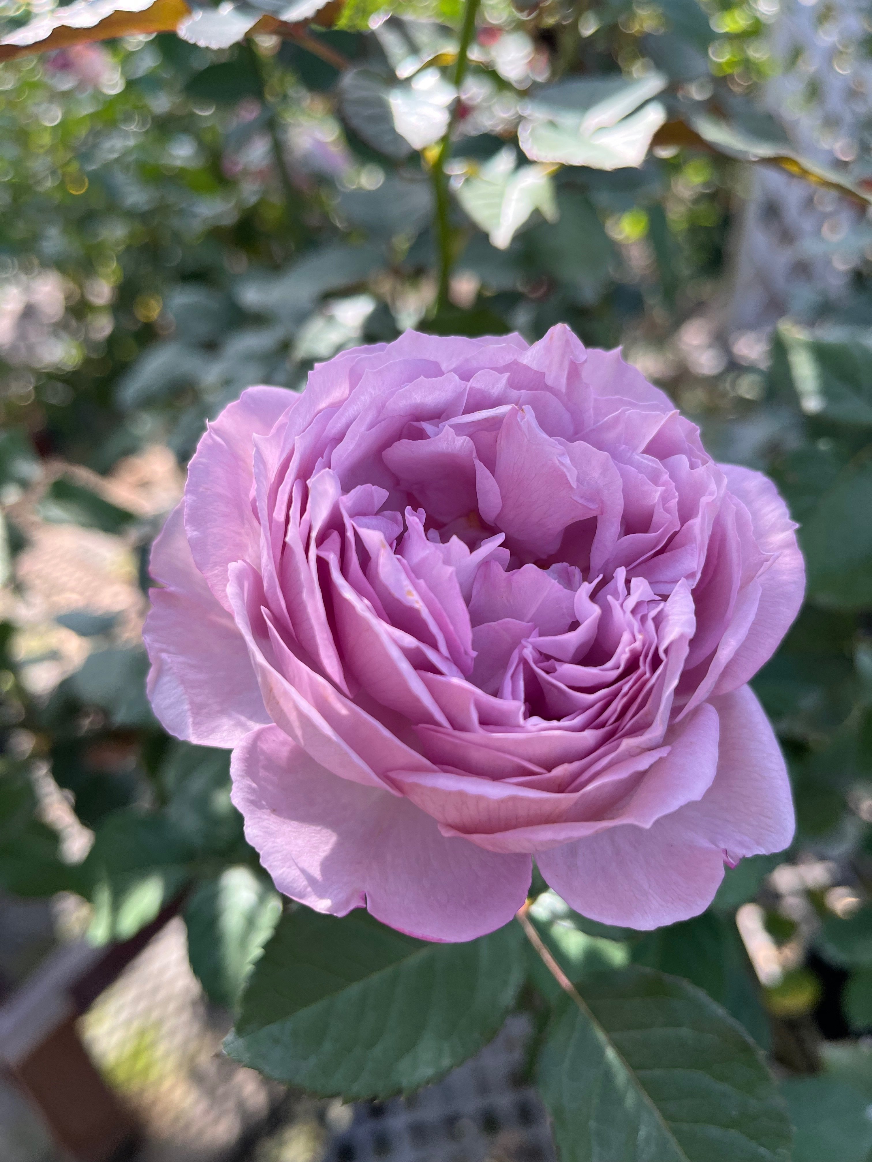 バラ苗 エリザベート ロサオリエンティス 薔薇 紫ピンク系 【公式通販】