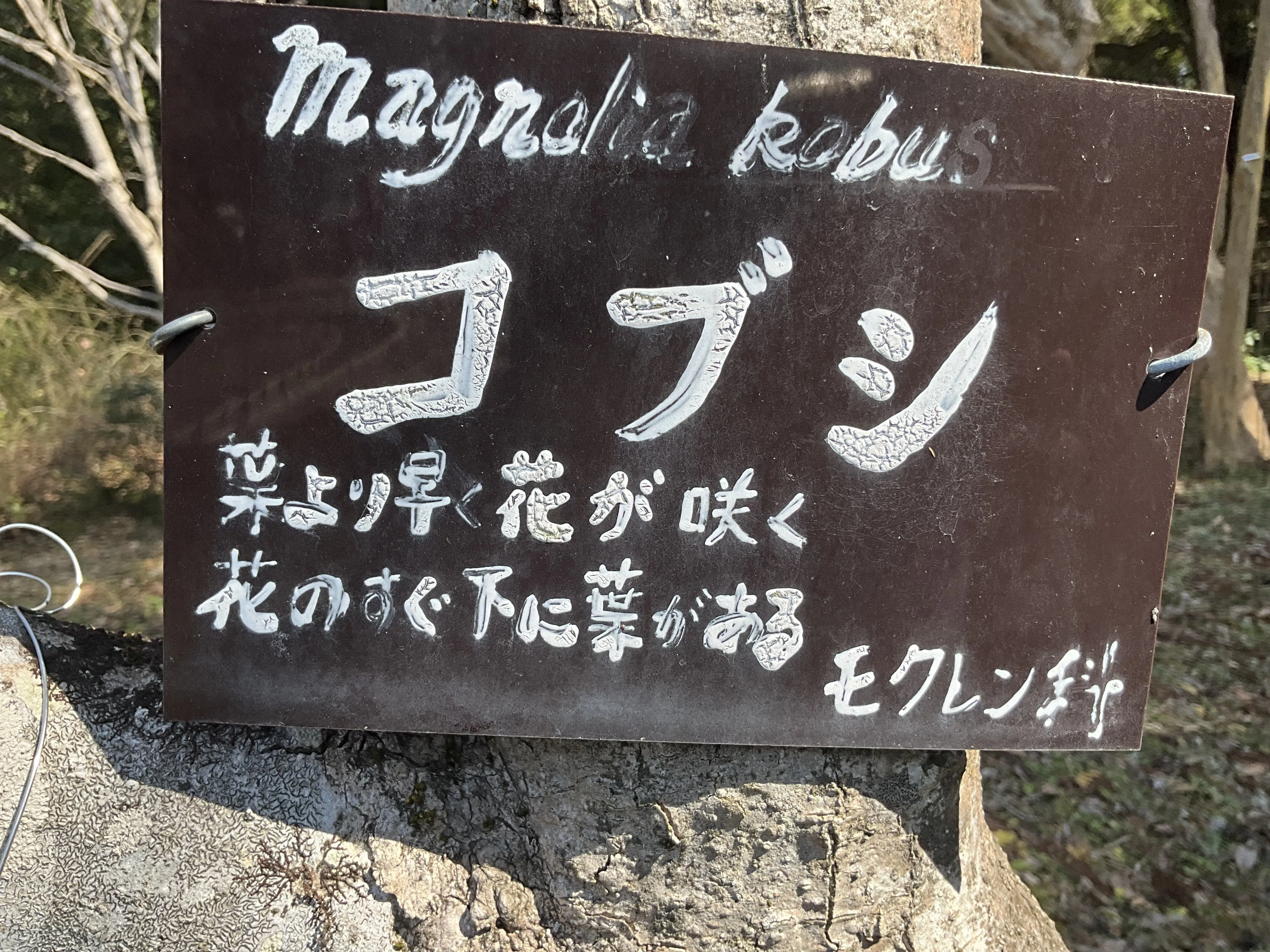 山採り　コブシ コブシ（京都府立植物園）No.52：2026年3月31日（火）｜藤井秀昭