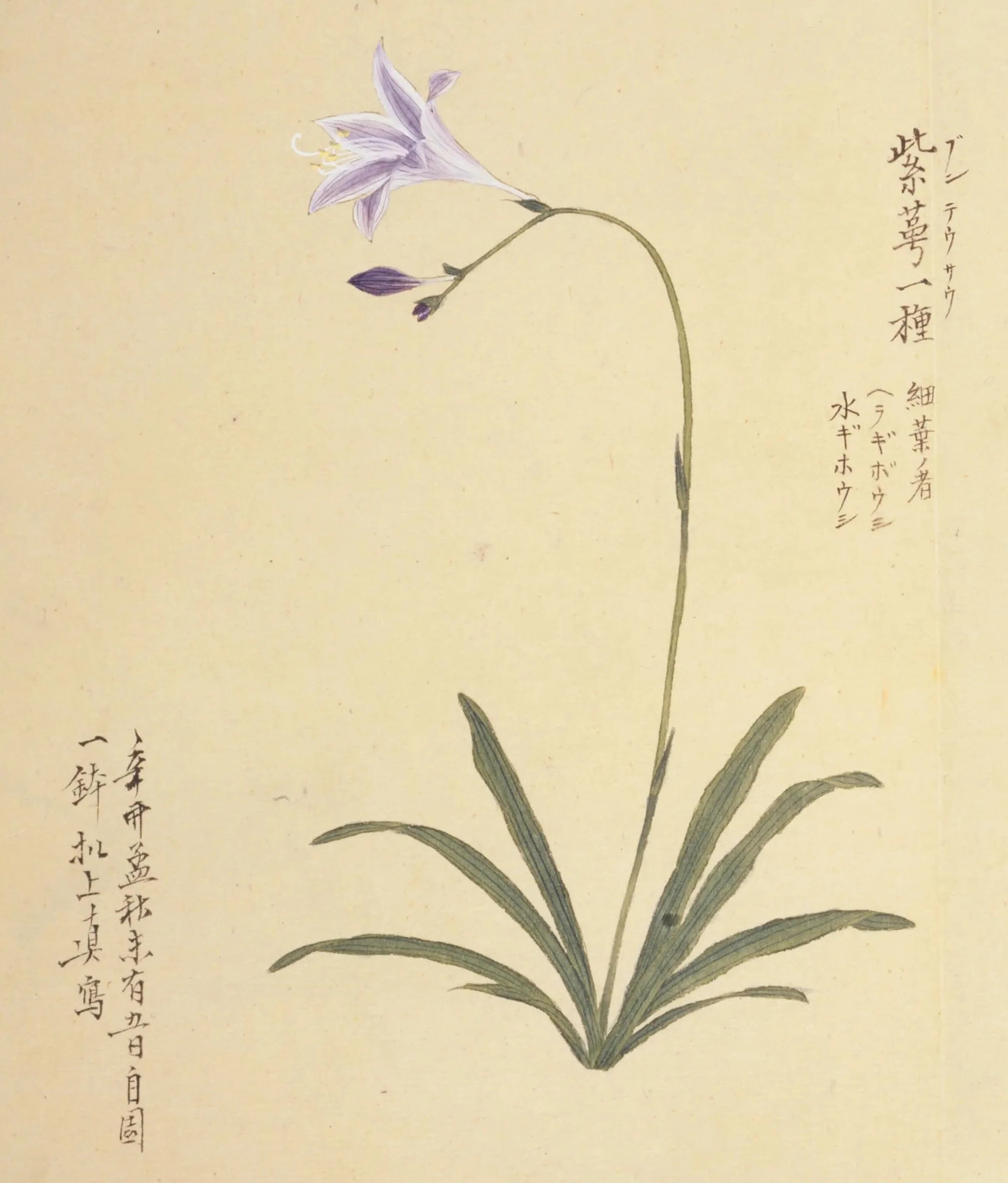 ギボウシの歴史⑦ 近世その2｜ゲーロッパ
