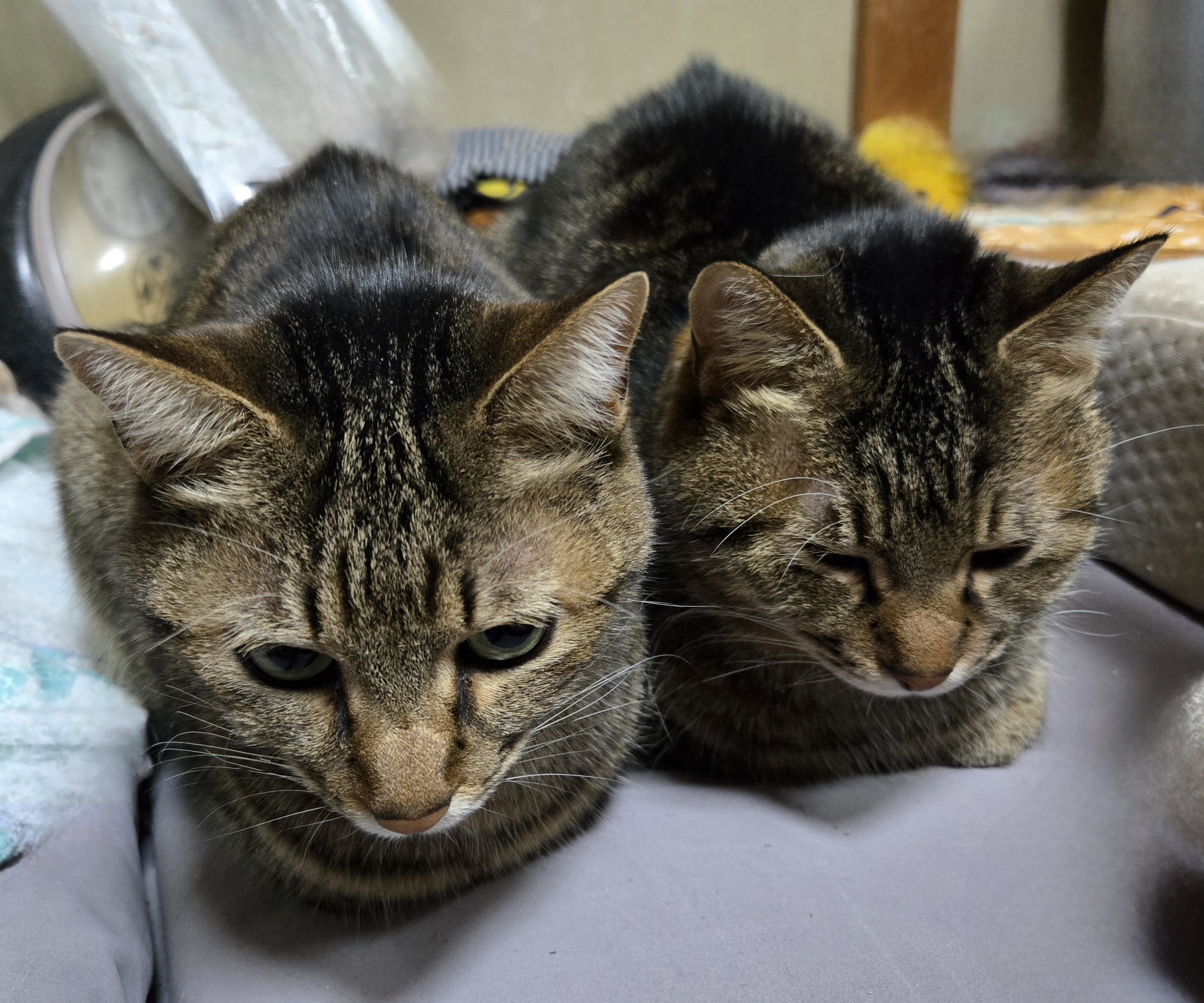 今日は仲良しそらうみ姉妹｜Dolphin-Kicks