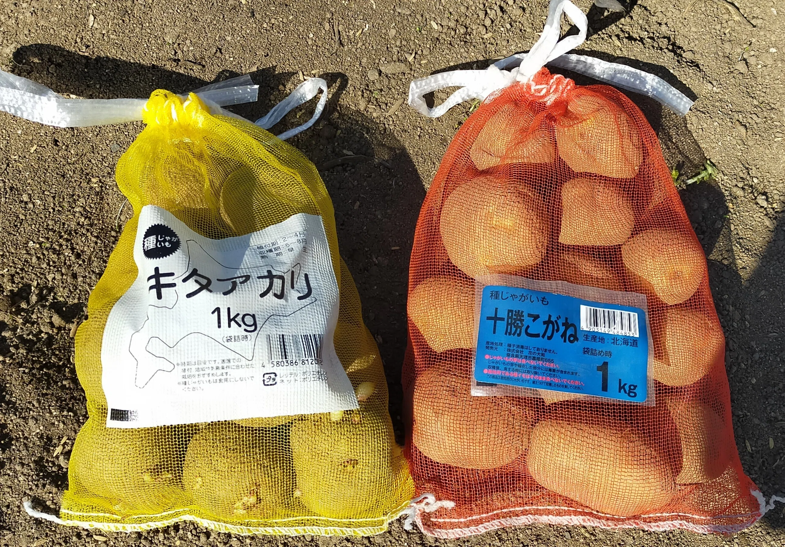 2026年はジャガイモが高級品に！？「キタアカリ」と「十勝こがね」を