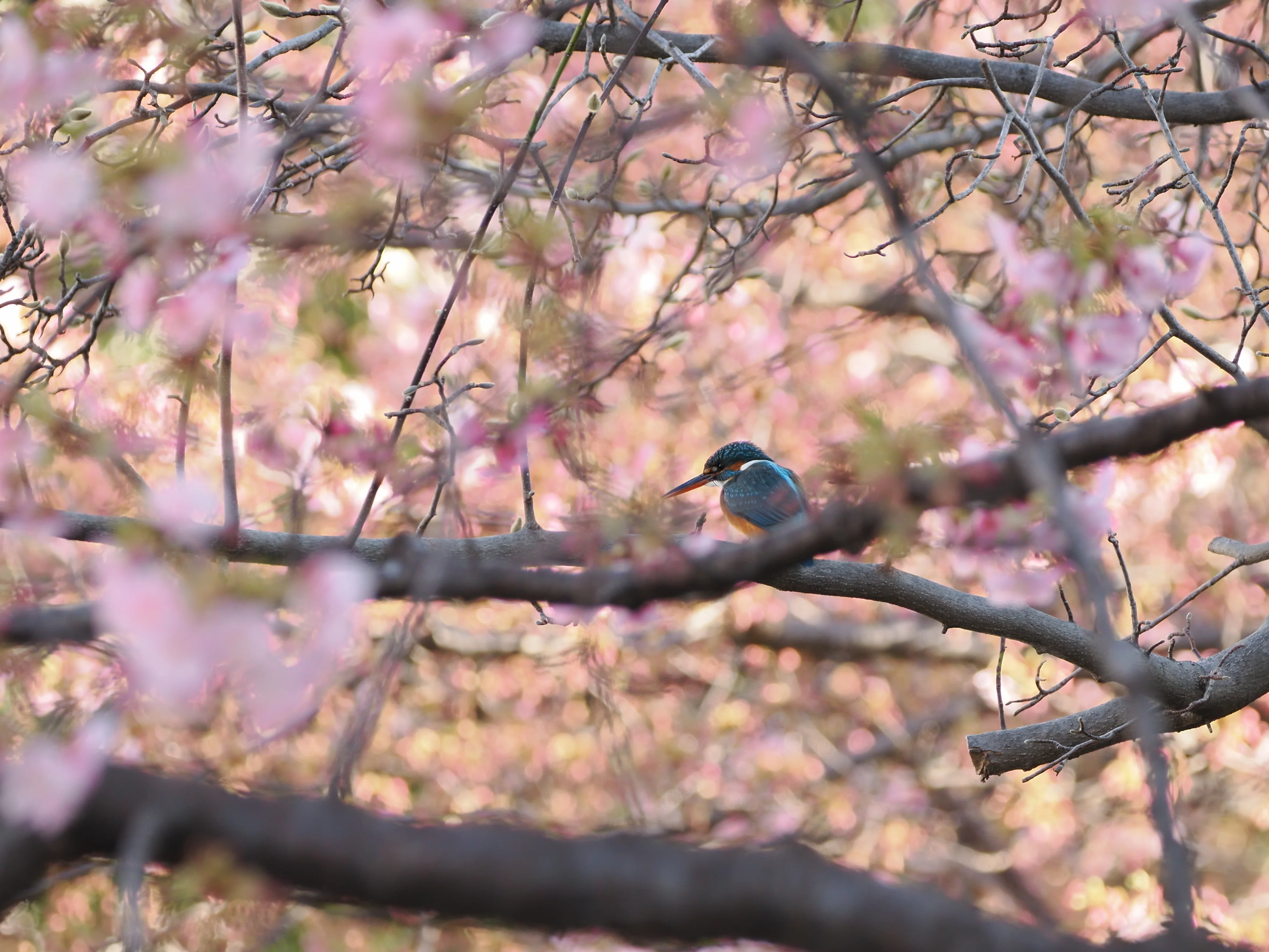 見た人を一瞬で虜にする『カワセミ』という野鳥【OM-1 Mark II + 100