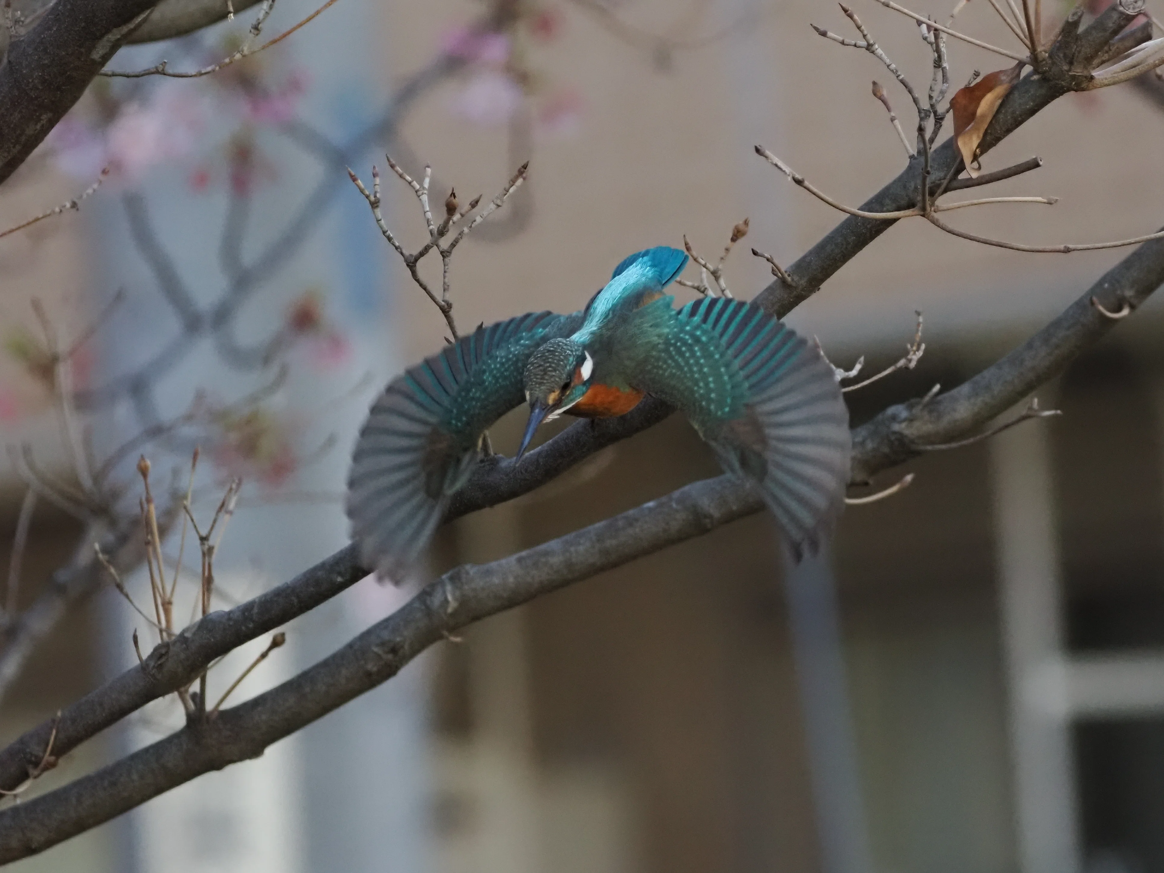 見た人を一瞬で虜にする『カワセミ』という野鳥【OM-1 Mark II + 100