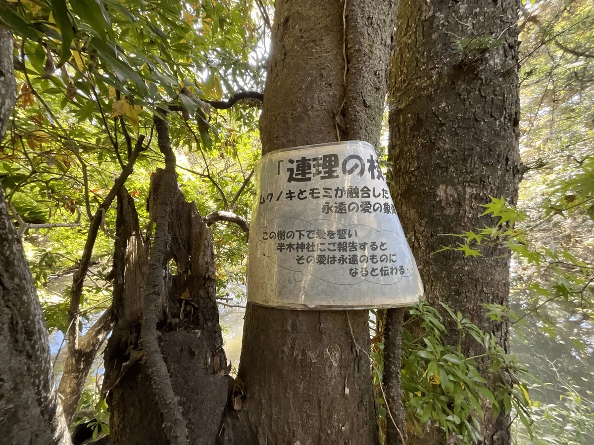 連理の枝(京都府立植物園)No.141:2026年2月22日(日)|藤井秀昭(『京都居候叢書』著者)