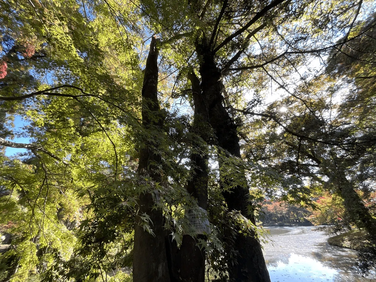 連理の枝(京都府立植物園)No.141:2026年2月22日(日)|藤井秀昭(『京都居候叢書』著者)