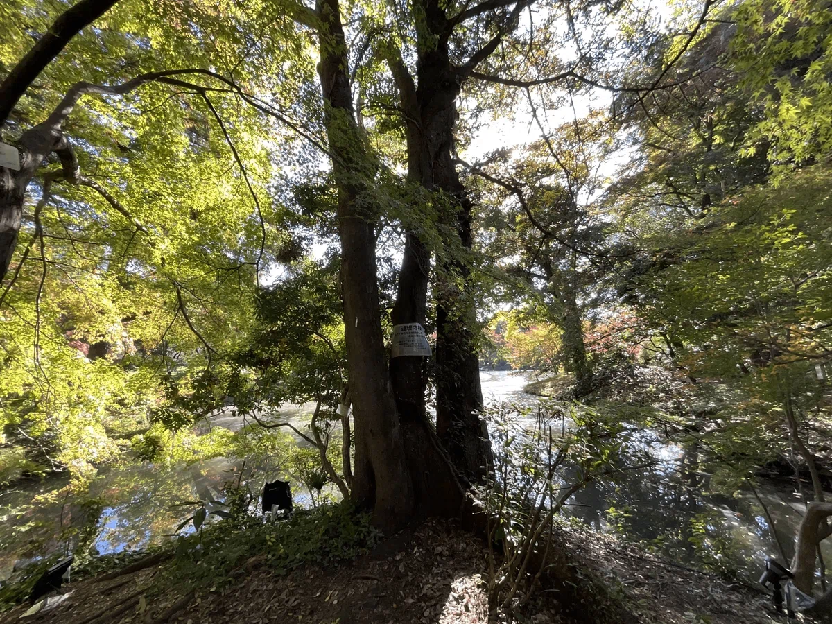 連理の枝(京都府立植物園)No.141:2026年2月22日(日)|藤井秀昭(『京都居候叢書』著者)