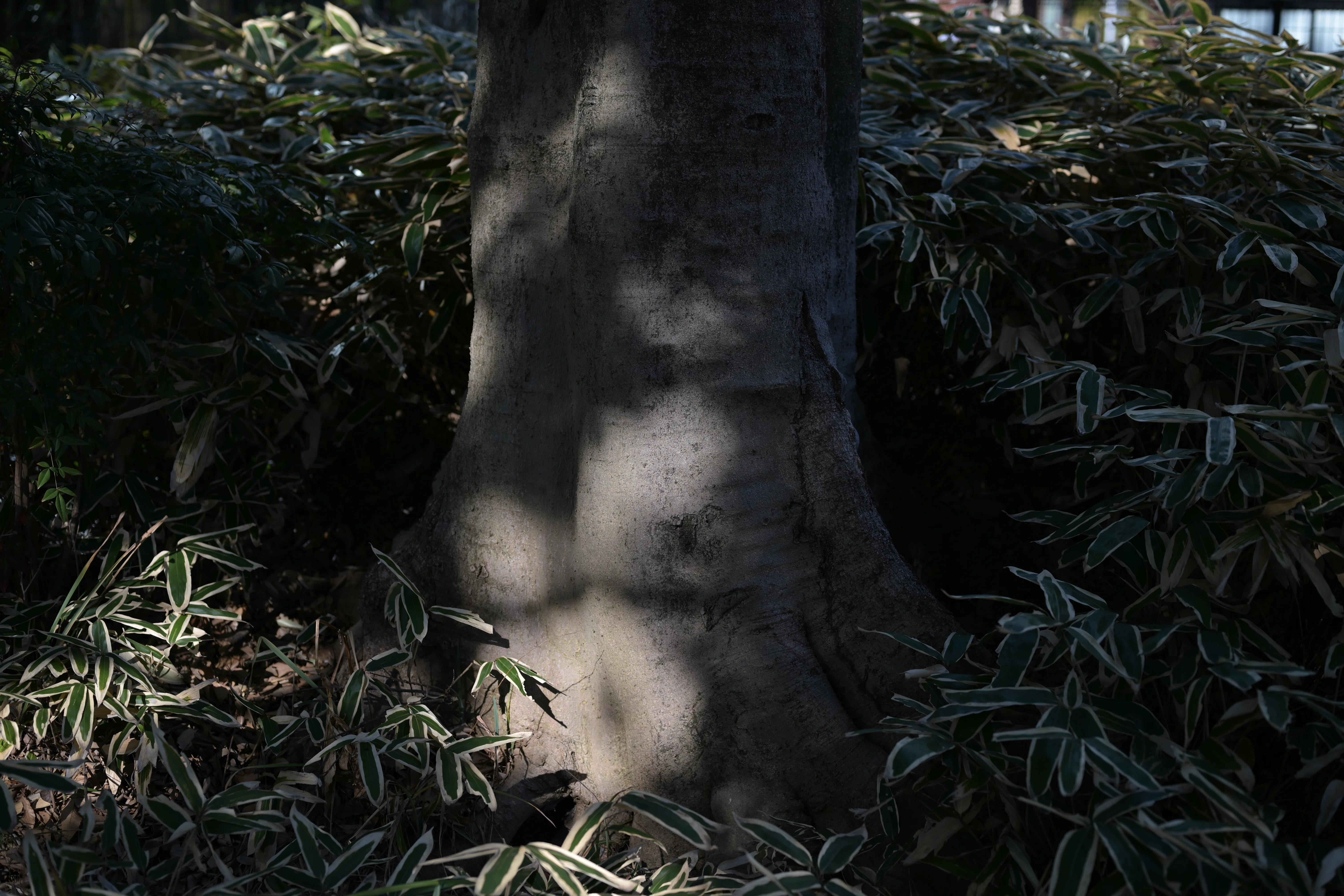 Z5Ⅱ】新宿御苑【Z 50mm F1.8 S】｜たも2