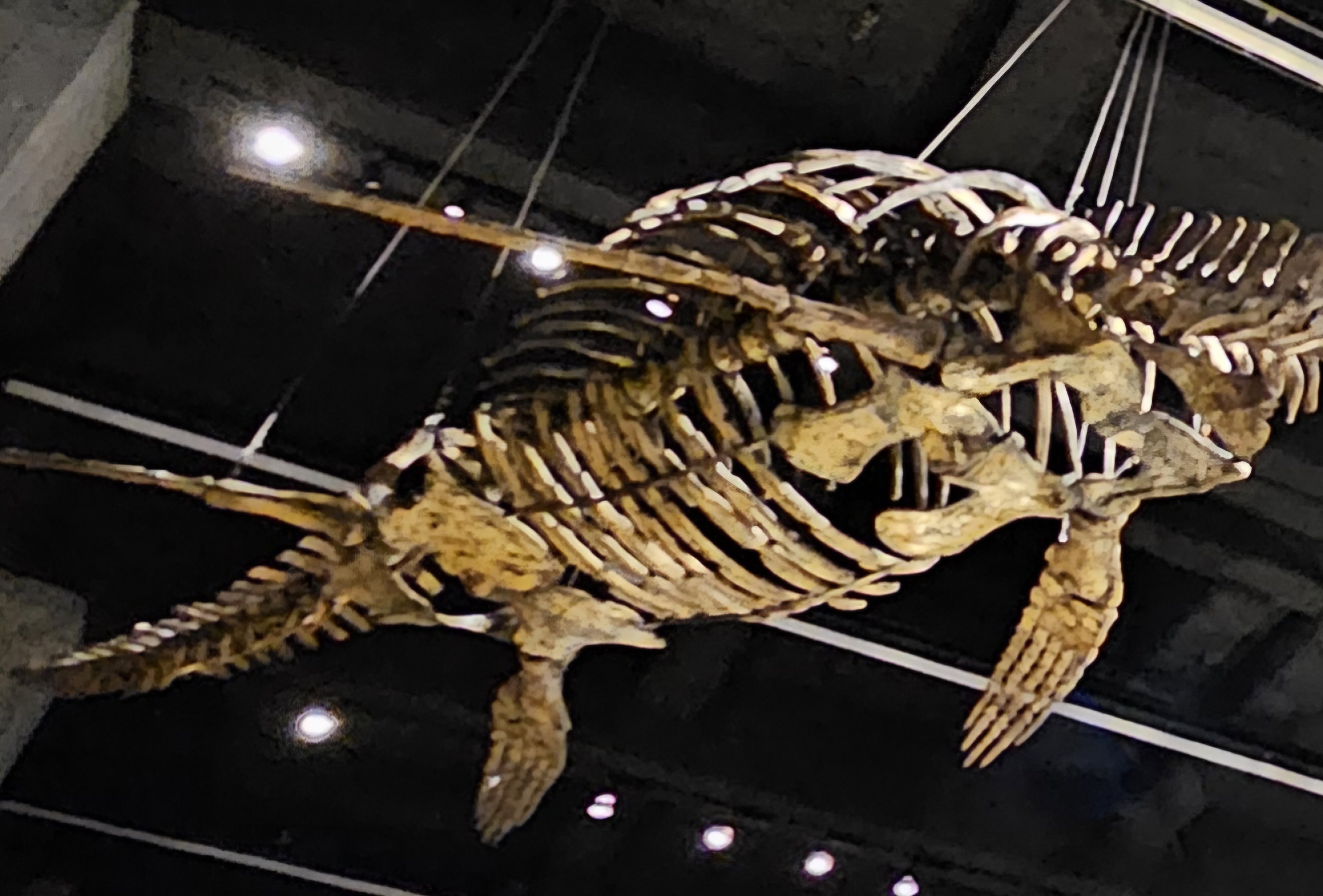 The Lost Universe 巨大首長竜①首長竜の始まり｜美原さつき