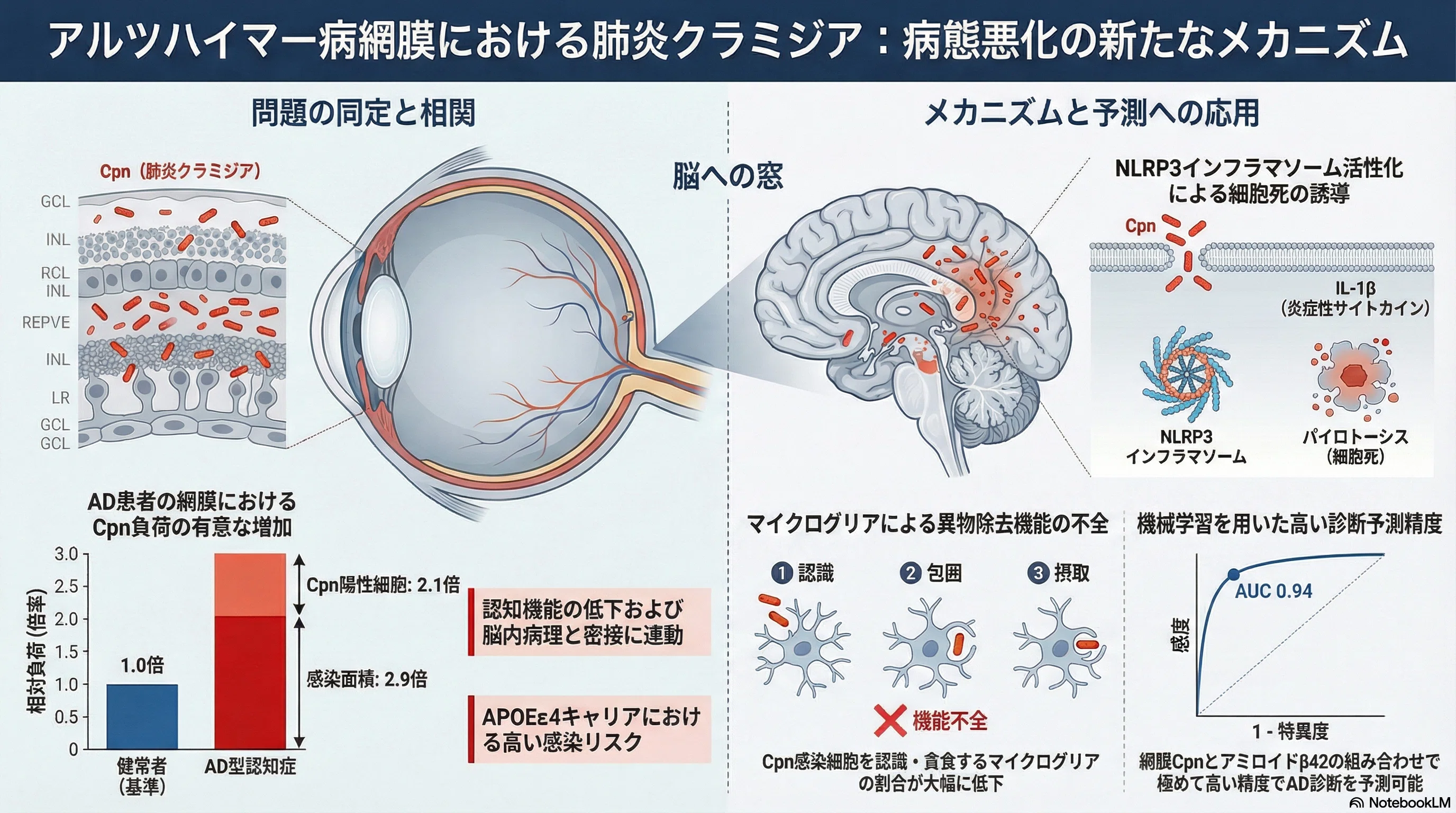 肺炎クラミジアによるアルツハイマー病増幅メカニズムの解明;網膜