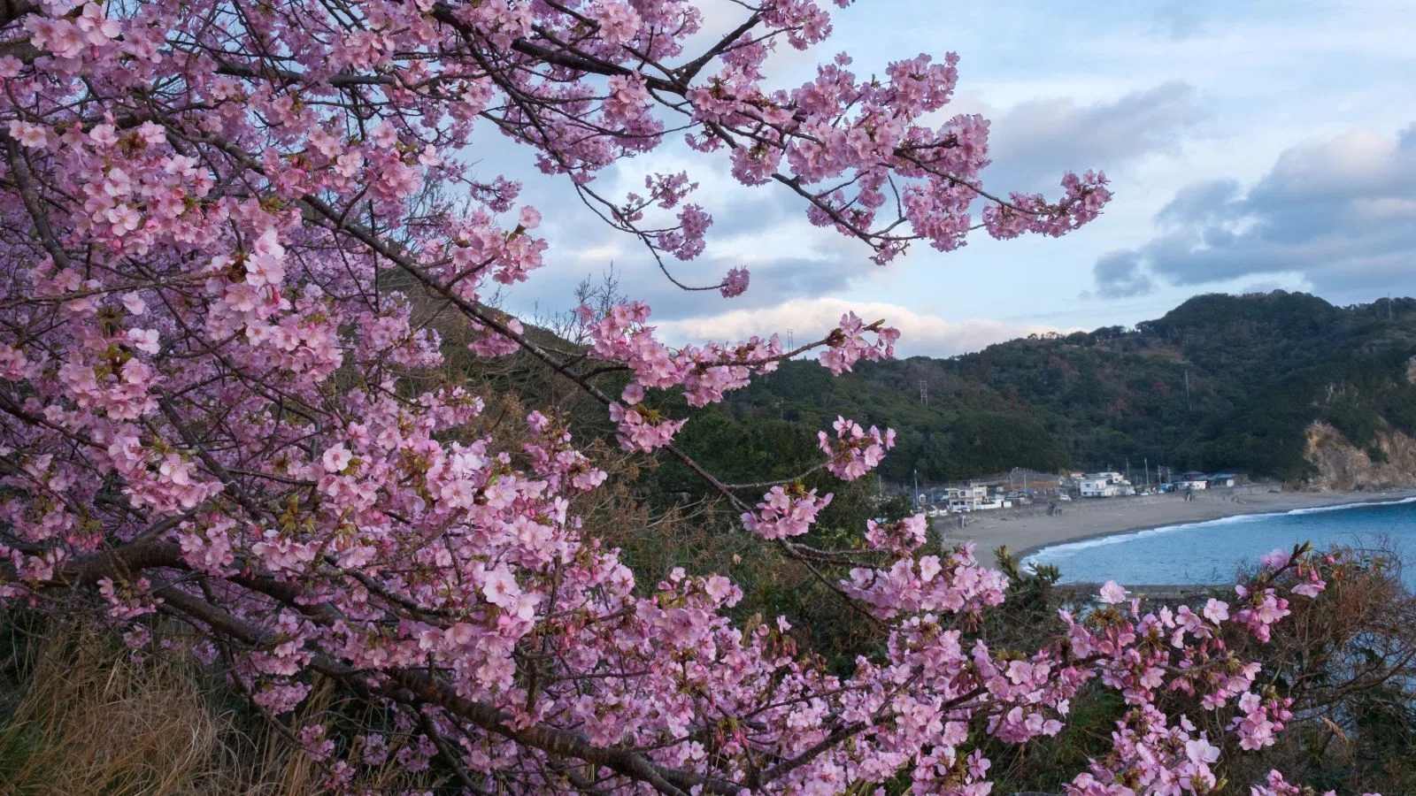四浦半島河津桜めぐり｜shinya photo