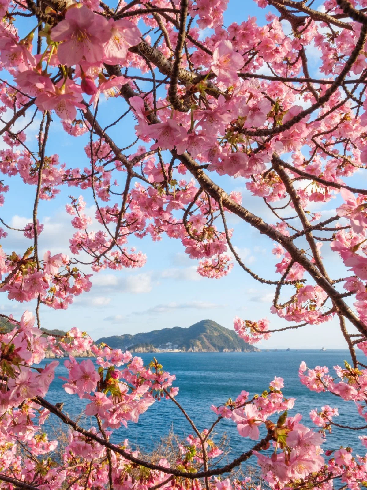 四浦半島河津桜めぐり｜shinya photo