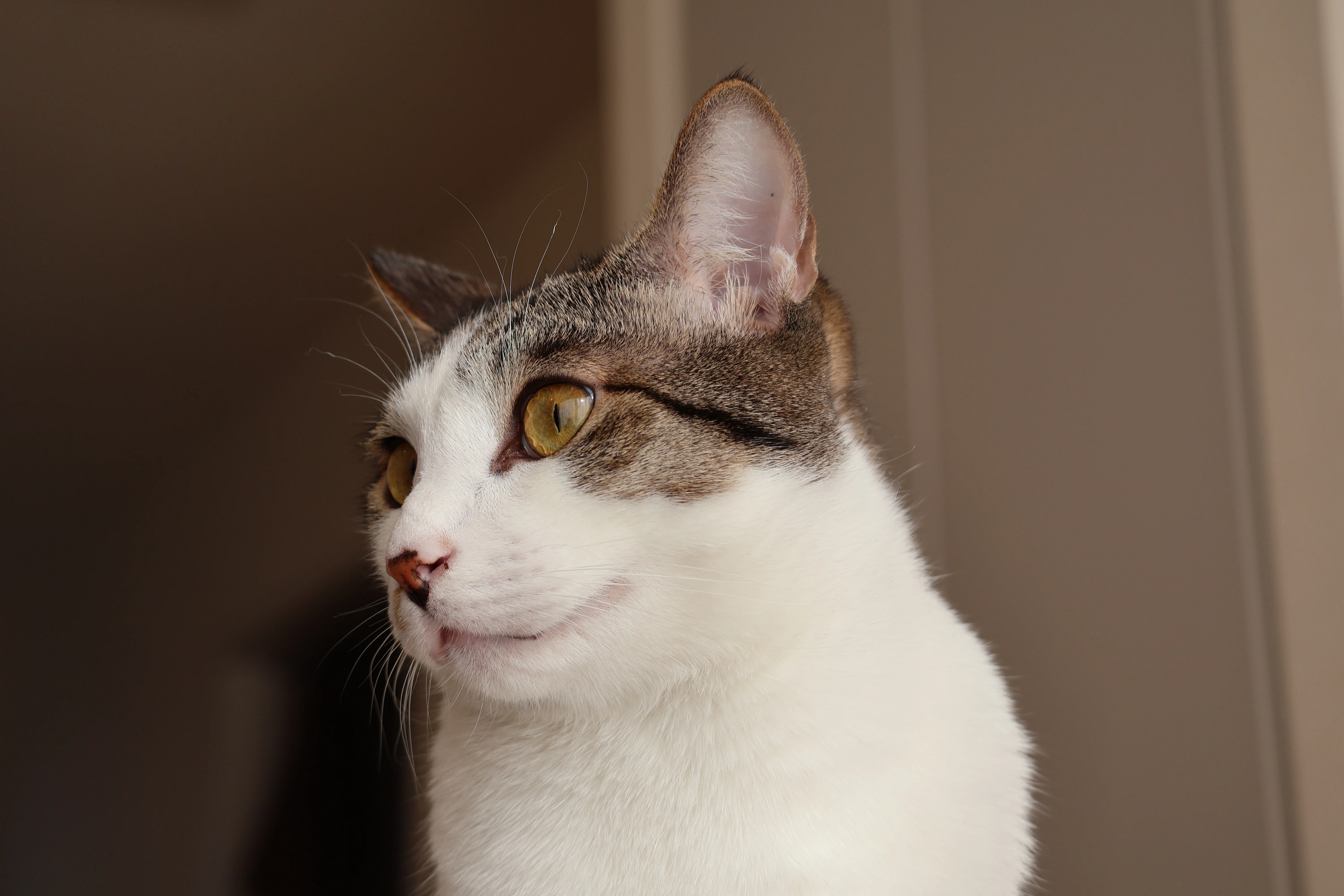猫たちとの日常 その15 猫の日に ｜エト