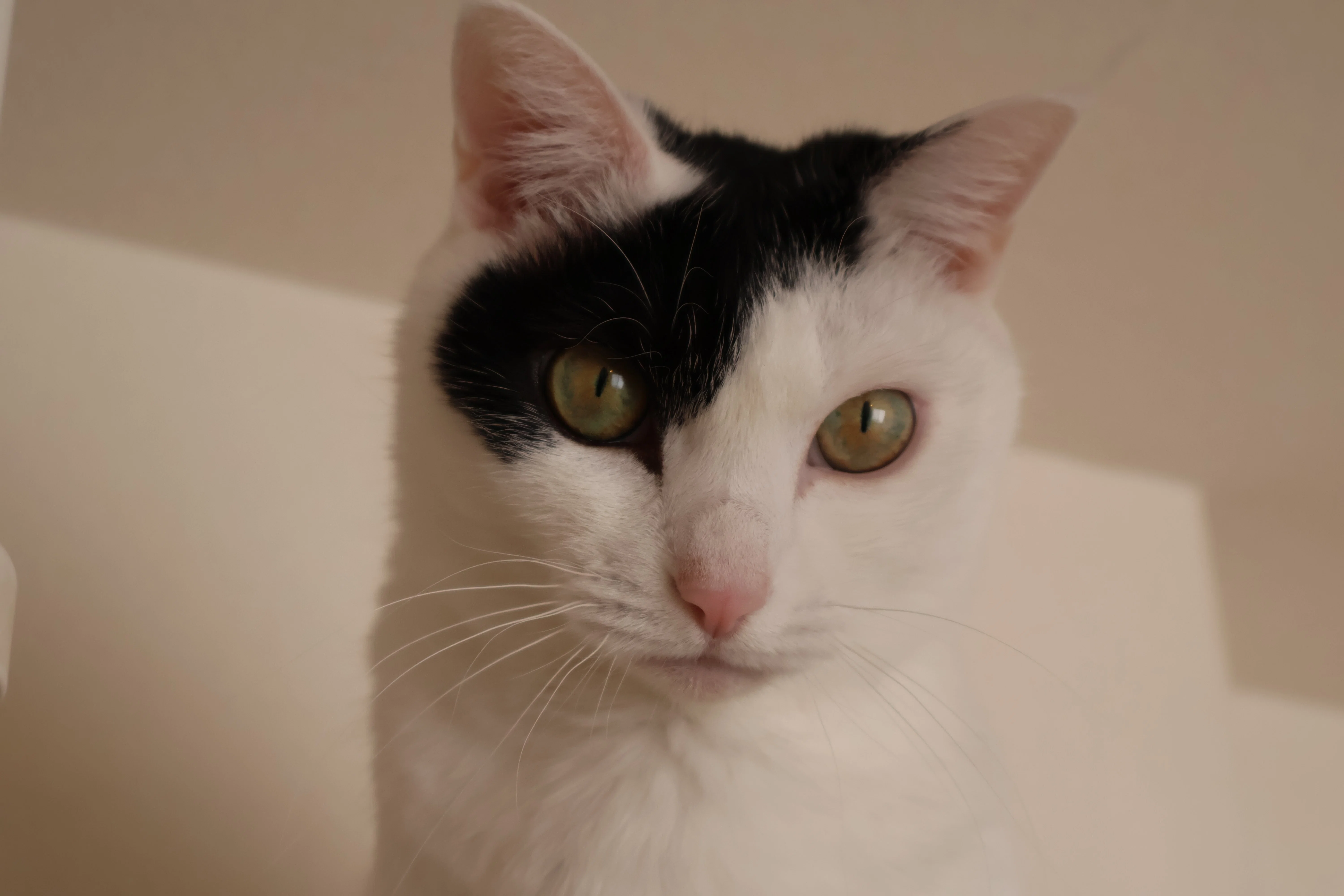 猫たちとの日常 その15 猫の日に ｜エト