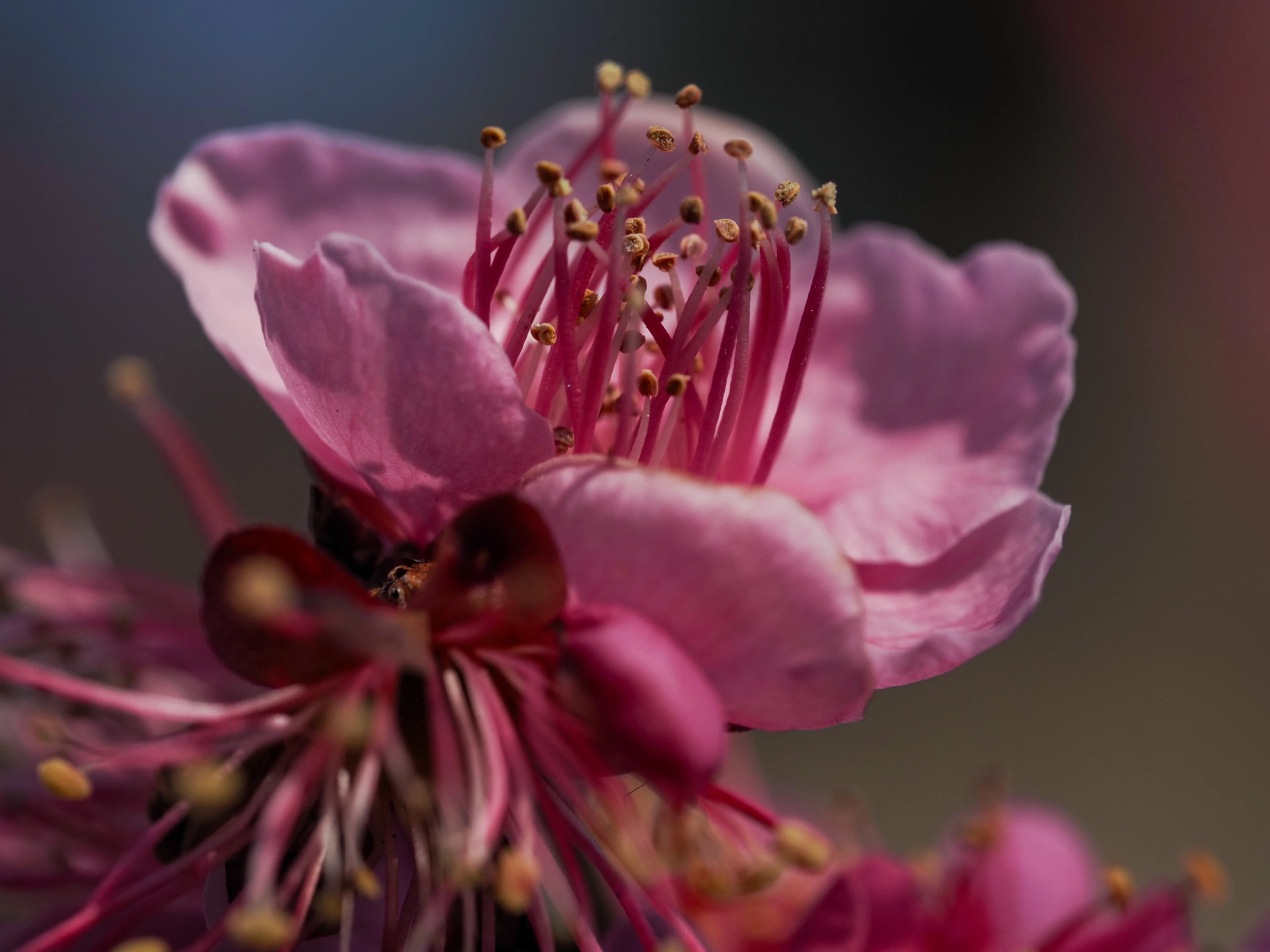マクロ撮影楽しいm.zuiko digital ed 60mm macro（マイクロフォー