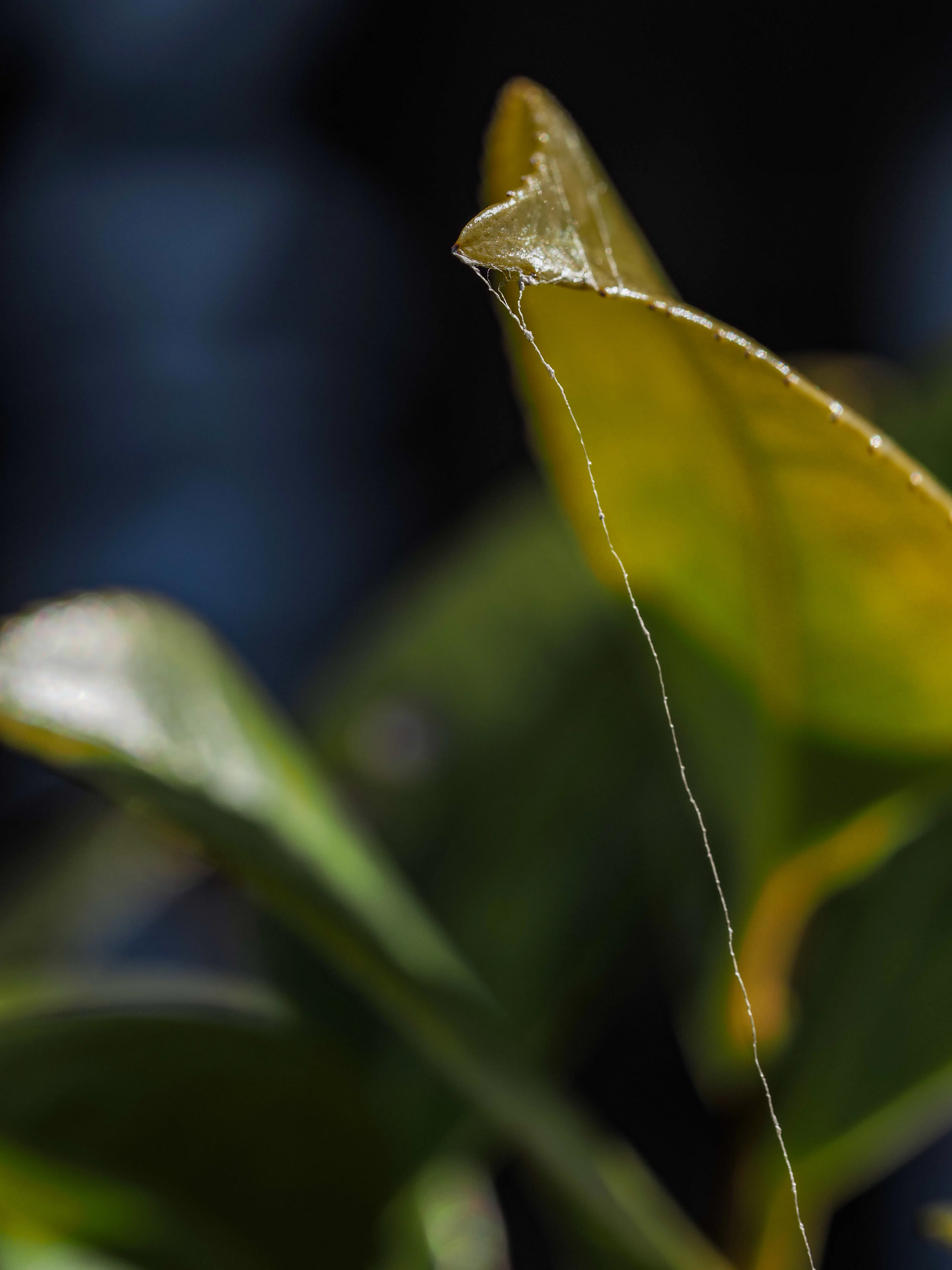 マクロ撮影楽しいm.zuiko digital ed 60mm macro（マイクロフォー