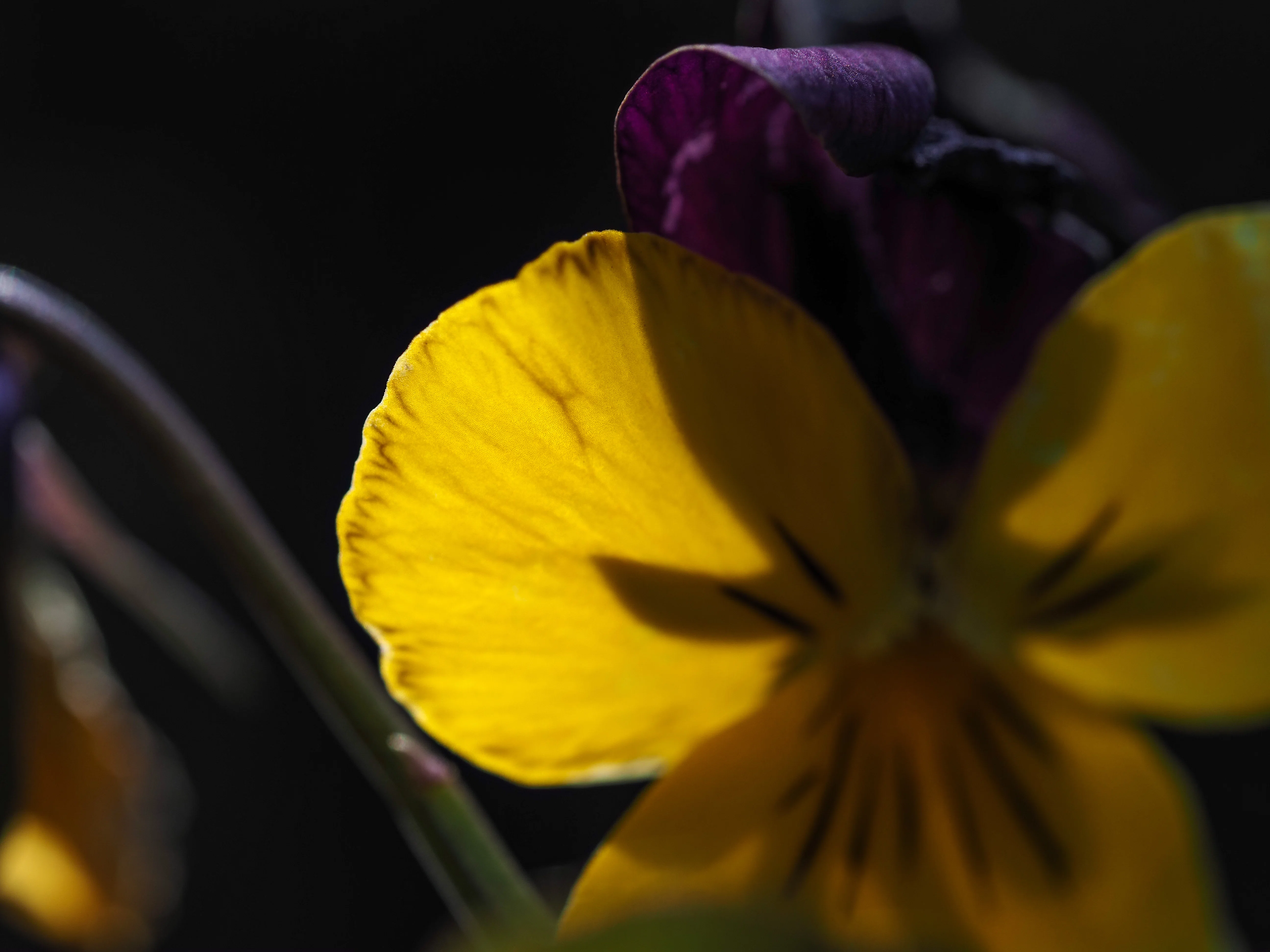 マクロ撮影楽しいm.zuiko digital ed 60mm macro（マイクロフォー