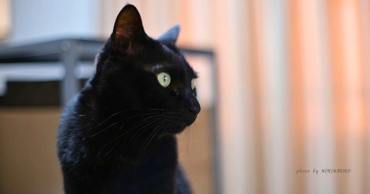 黒猫