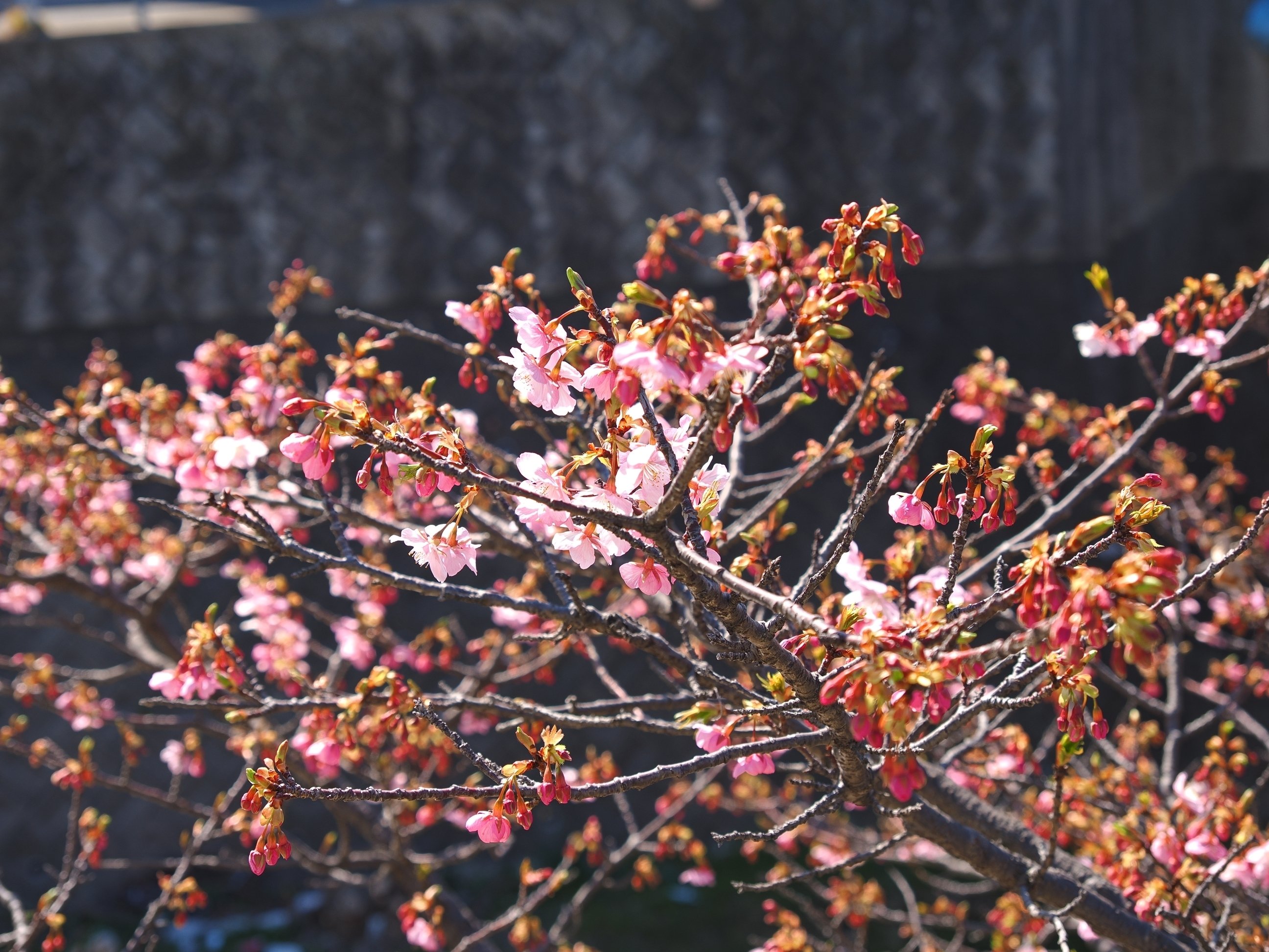 20260222晴れ昼自転車カメラ散歩より、朝陽＆河津桜＆梅。｜あるみな