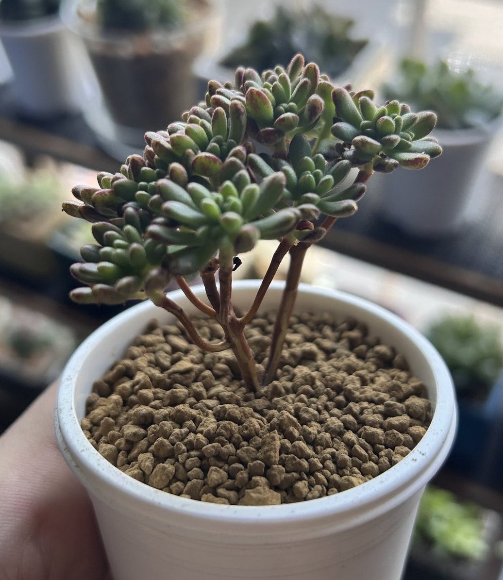 4 多肉植物 「一目惚れ衝動買い」｜Junz