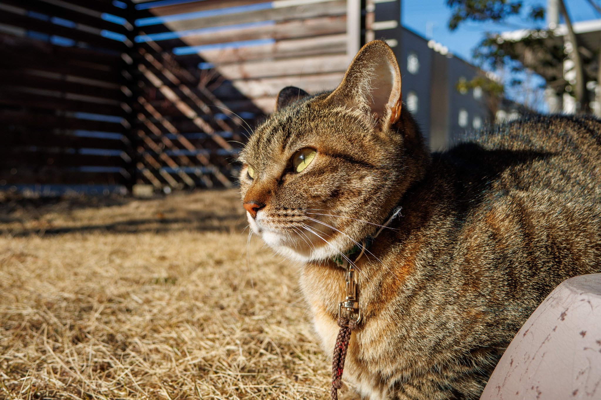 猫の日のTeamNeco｜Xinn