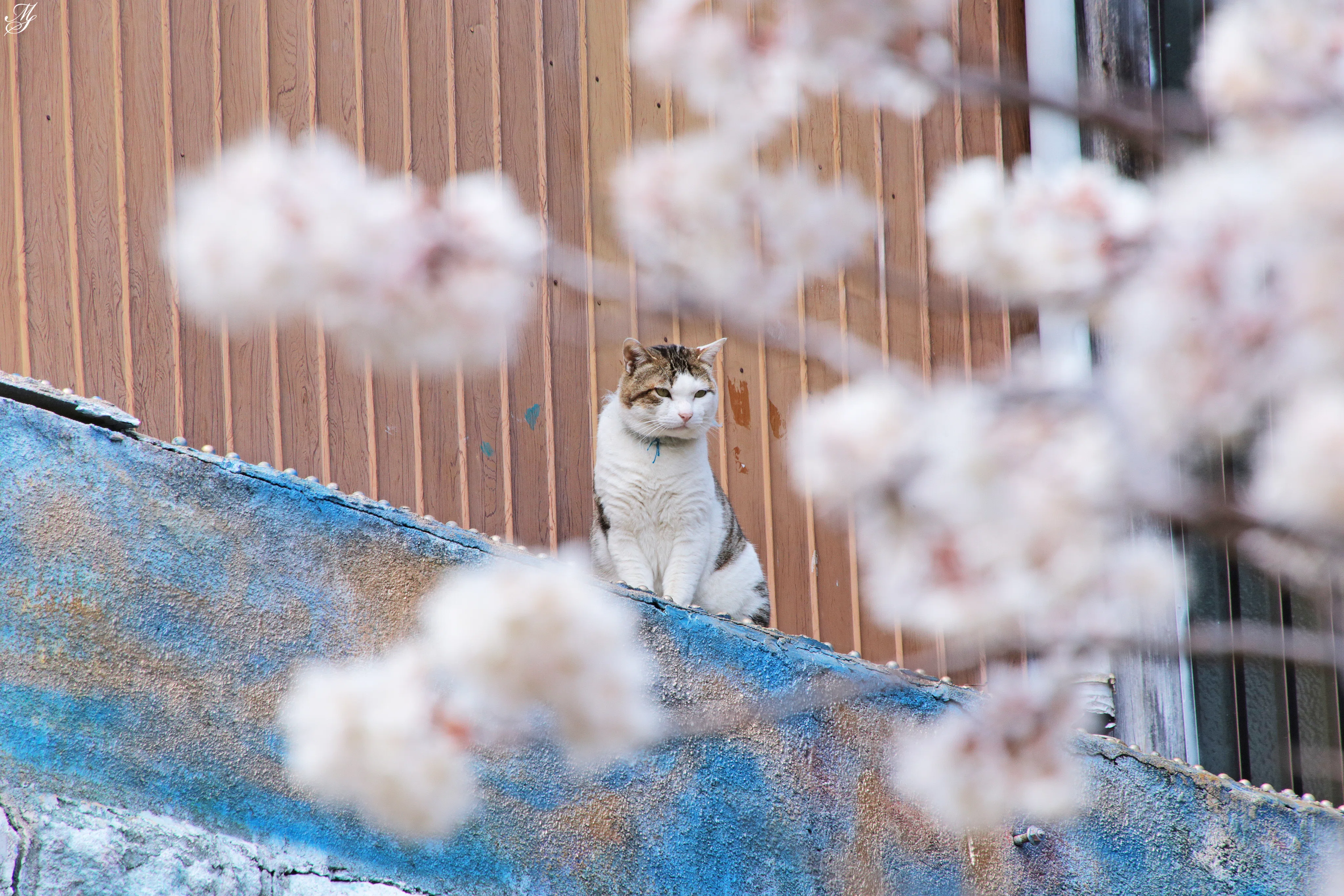 猫の日｜aki mura
