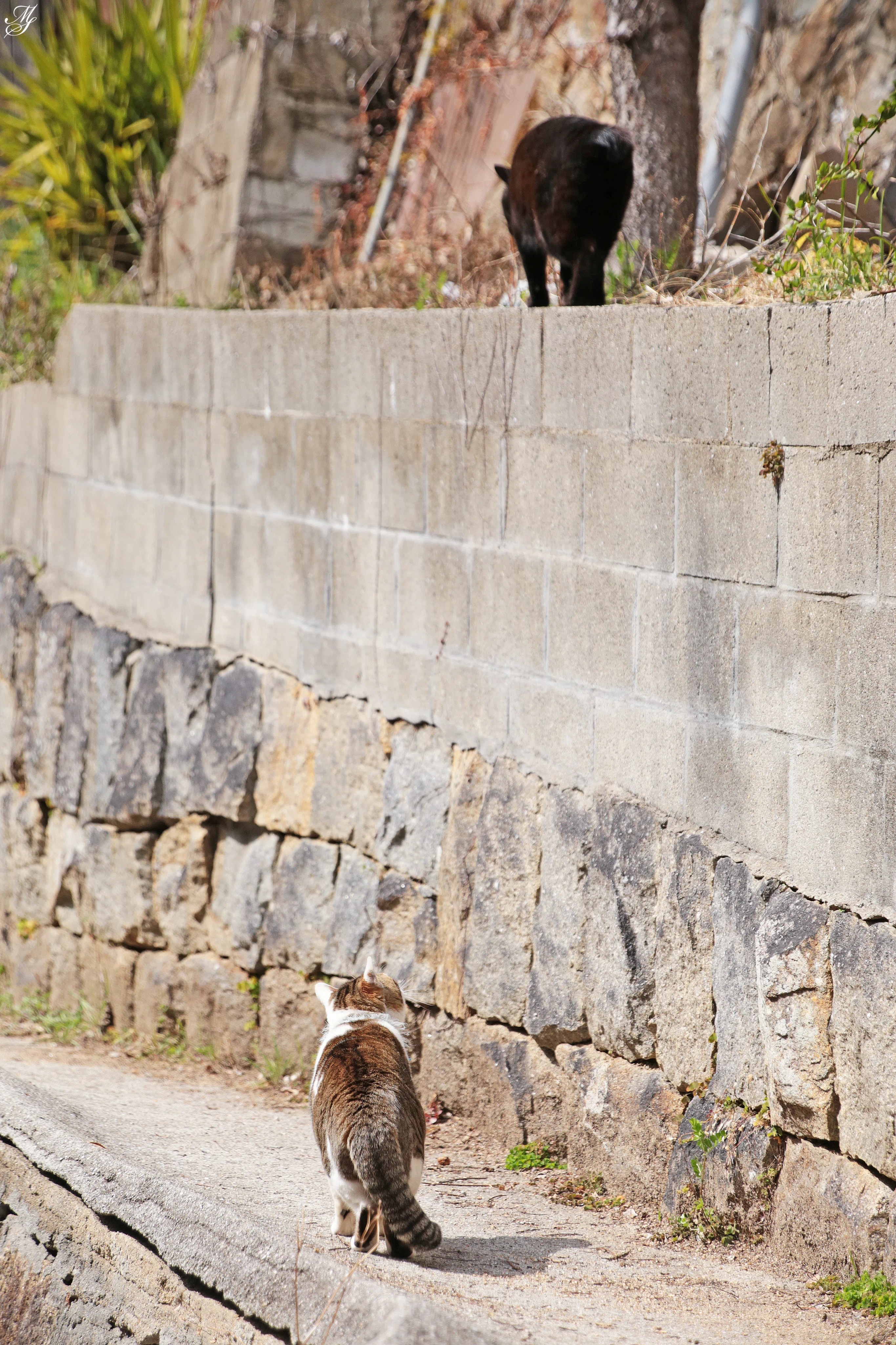猫の日｜aki mura