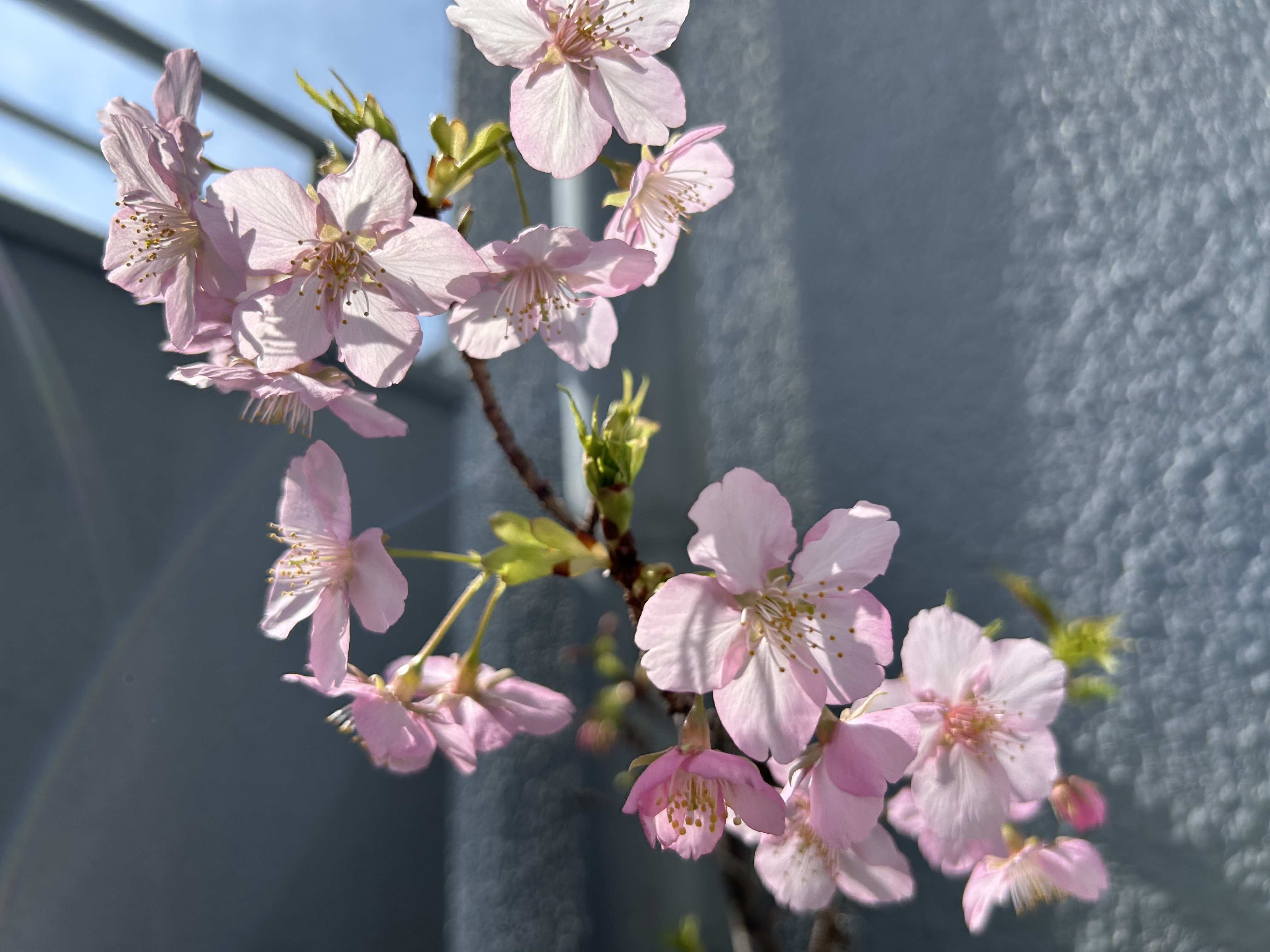 いつの間にか開花｜やまもとさとこ