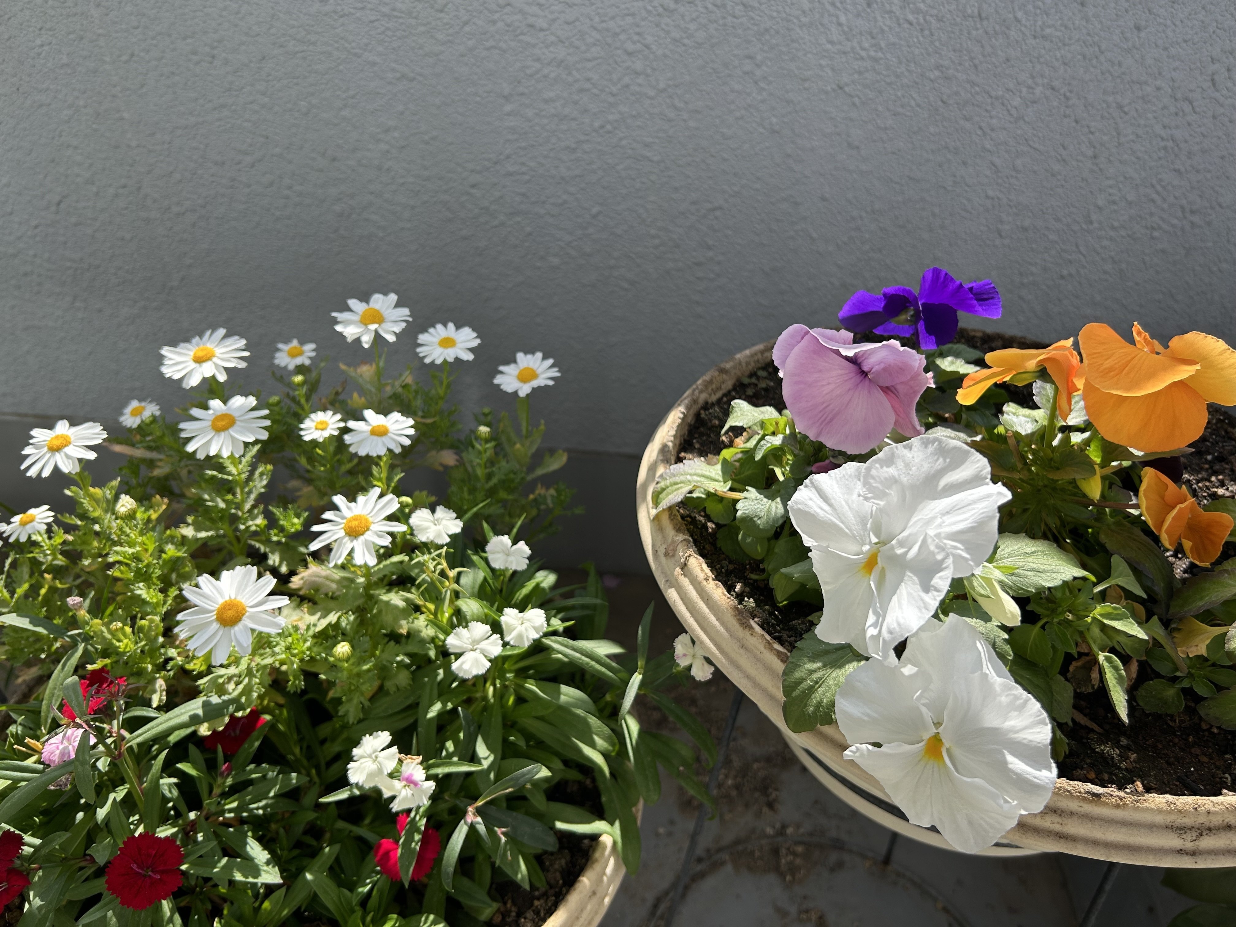 いつの間にか開花｜やまもとさとこ