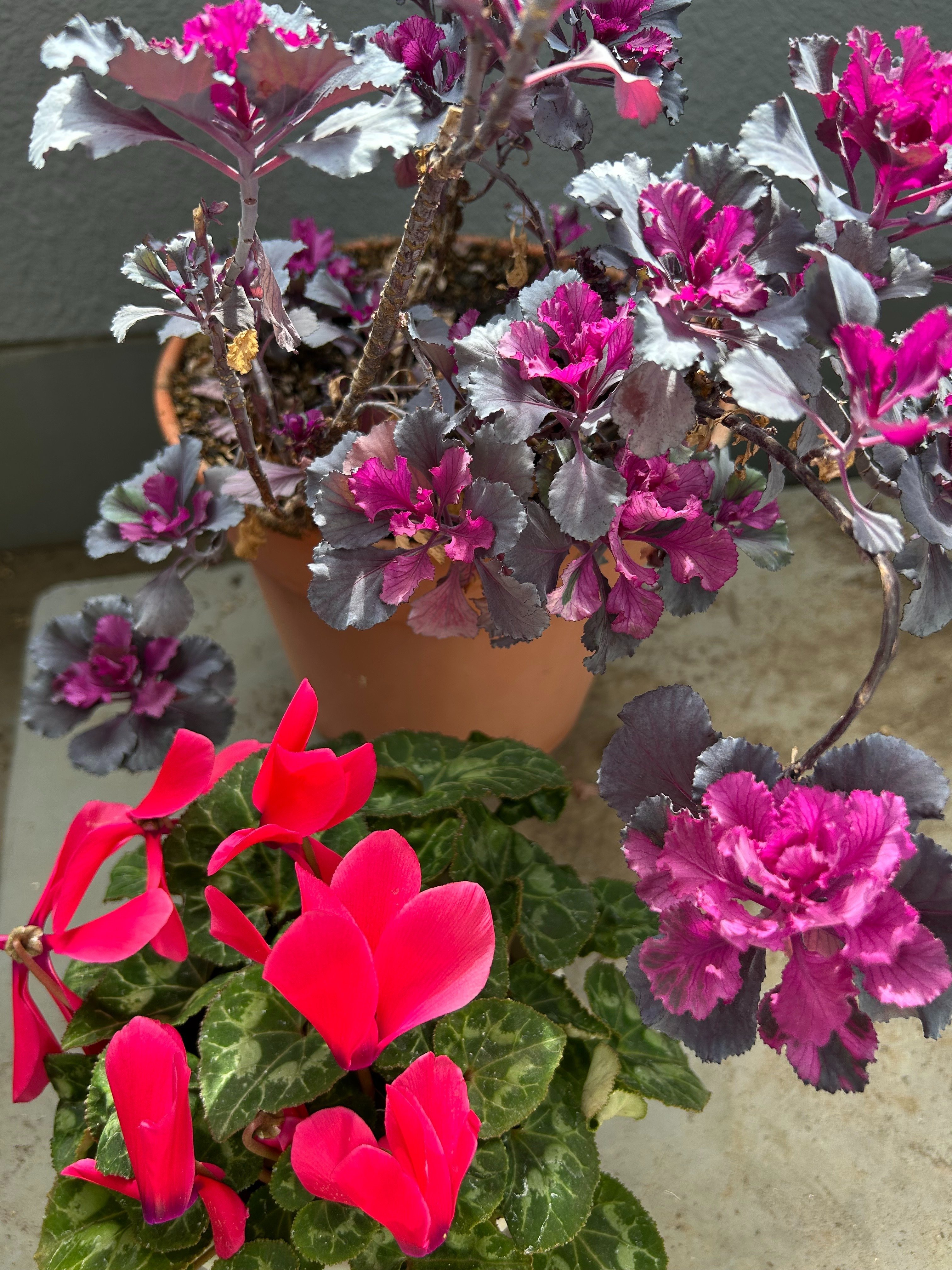 いつの間にか開花｜やまもとさとこ