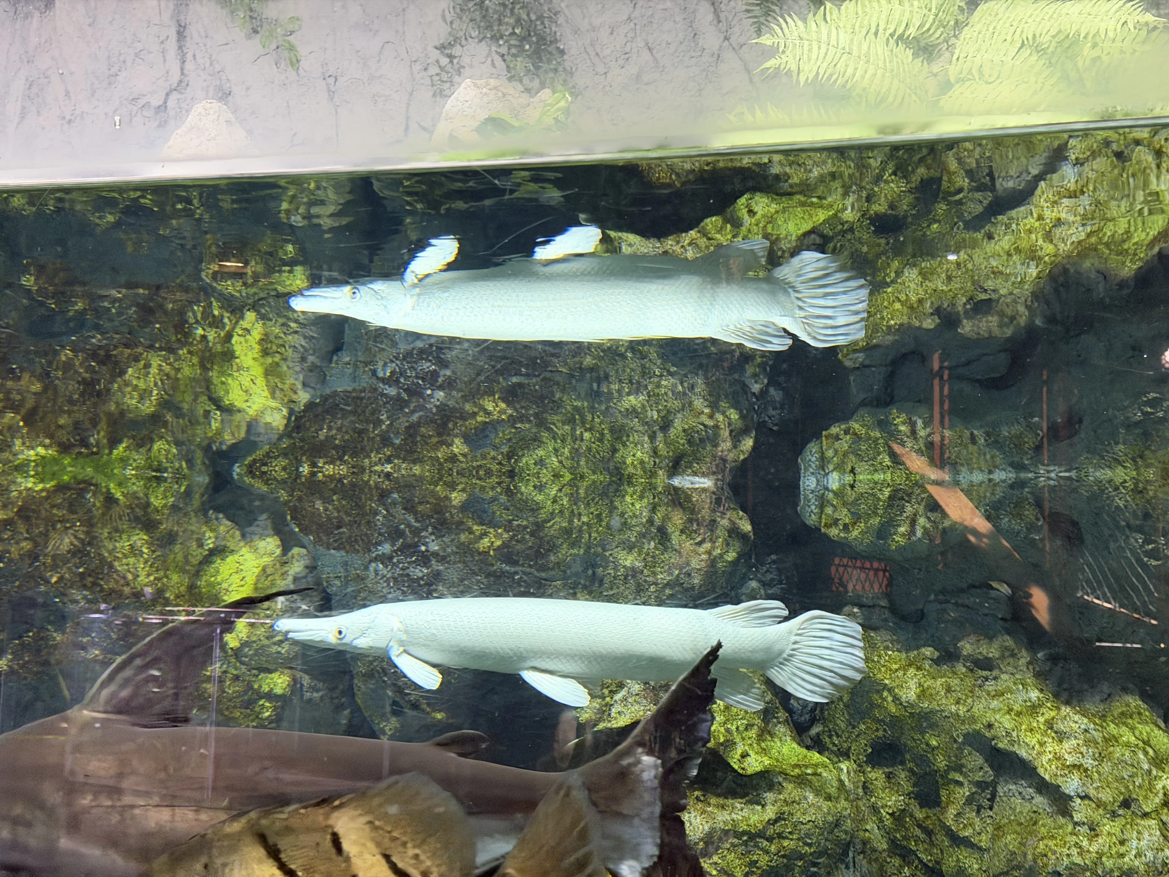 DMMかりゆし水族館】リュウグウノツカイ｜ドーナツ