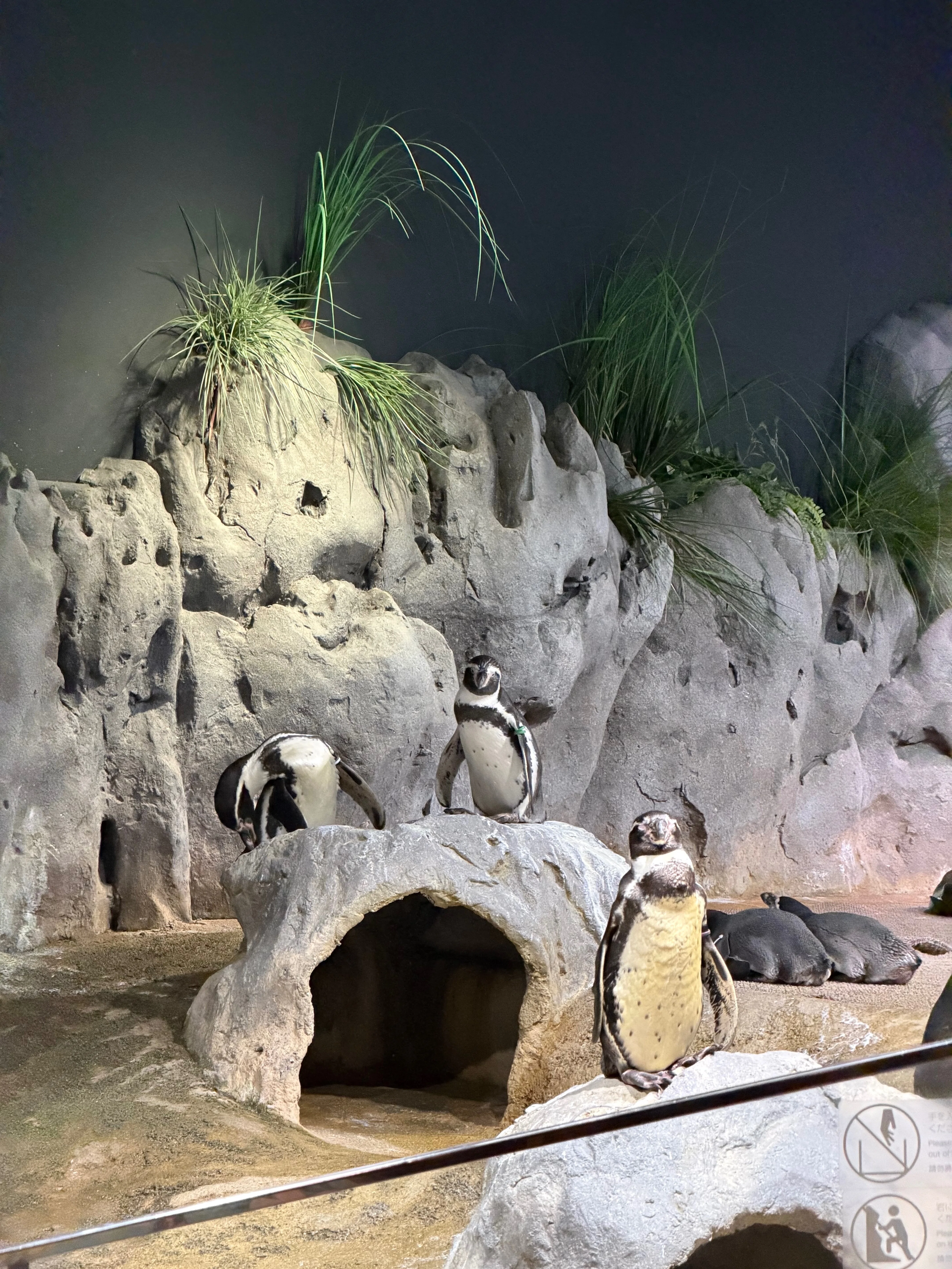 DMMかりゆし水族館】リュウグウノツカイ｜ドーナツ