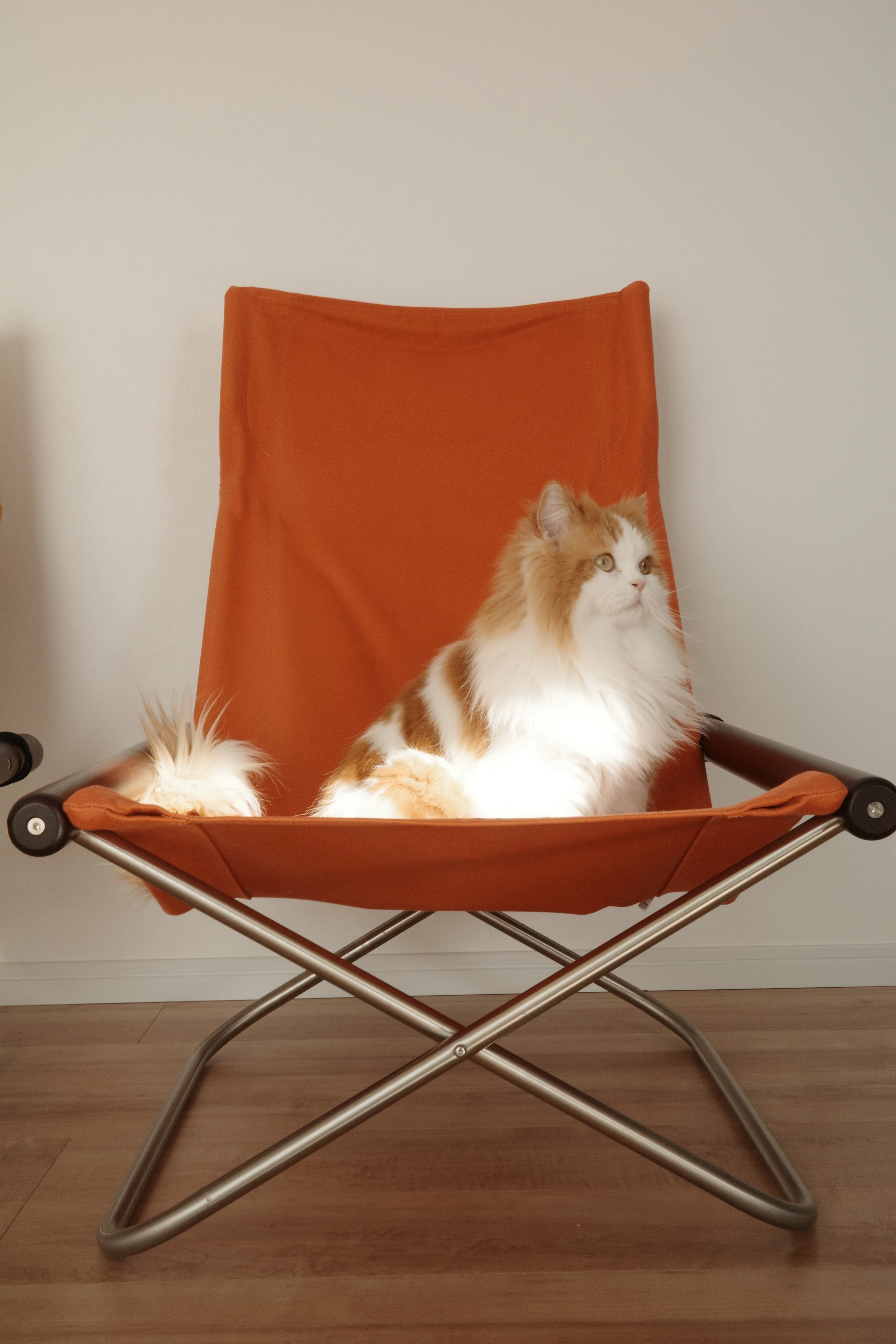 椅子 neko 01 猫との暮らしにベストなチェア Nychair X｜ナカムラ