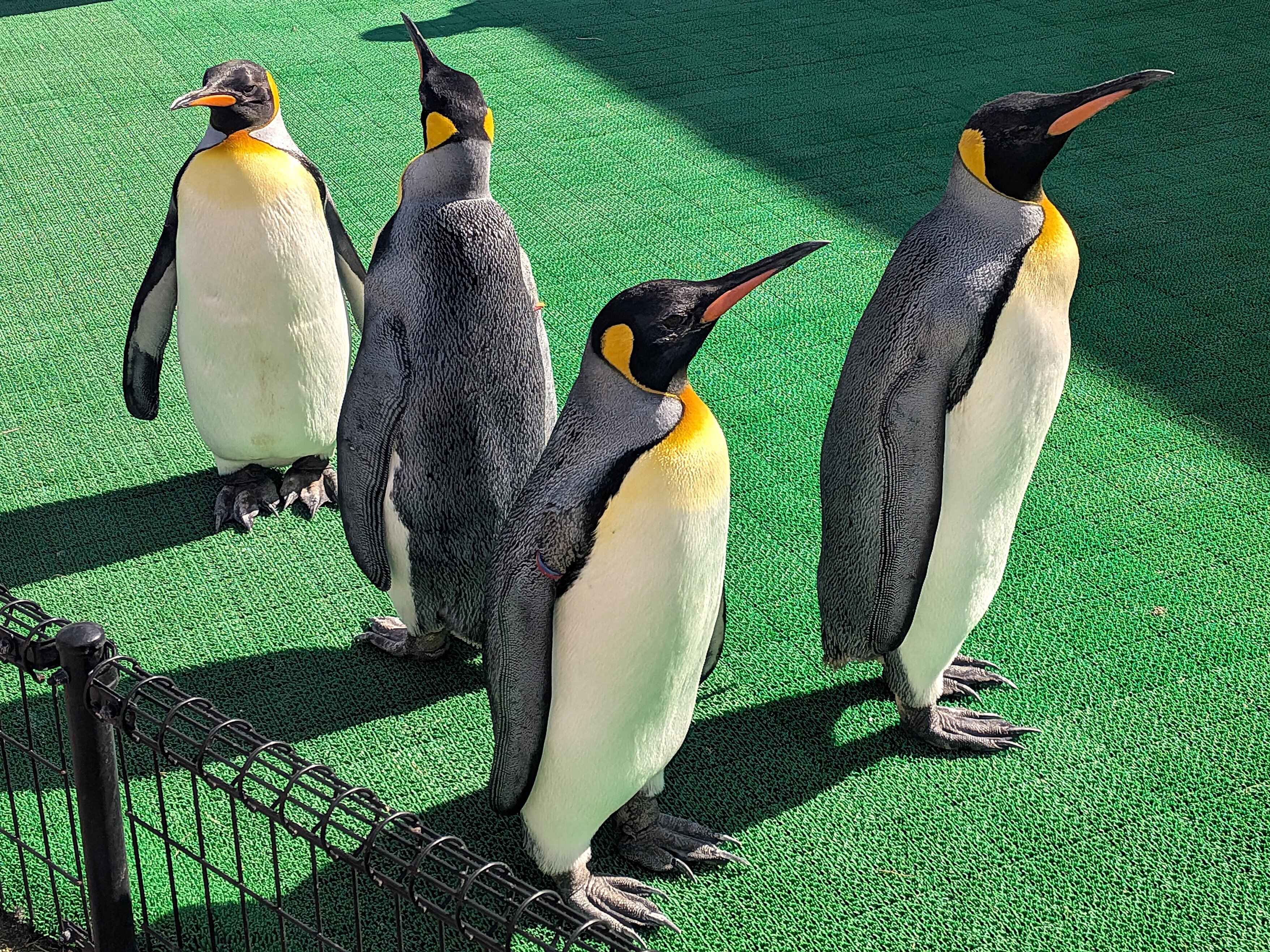 かわいい】ペンギンに癒される～越前松島水族館にて｜Yuka