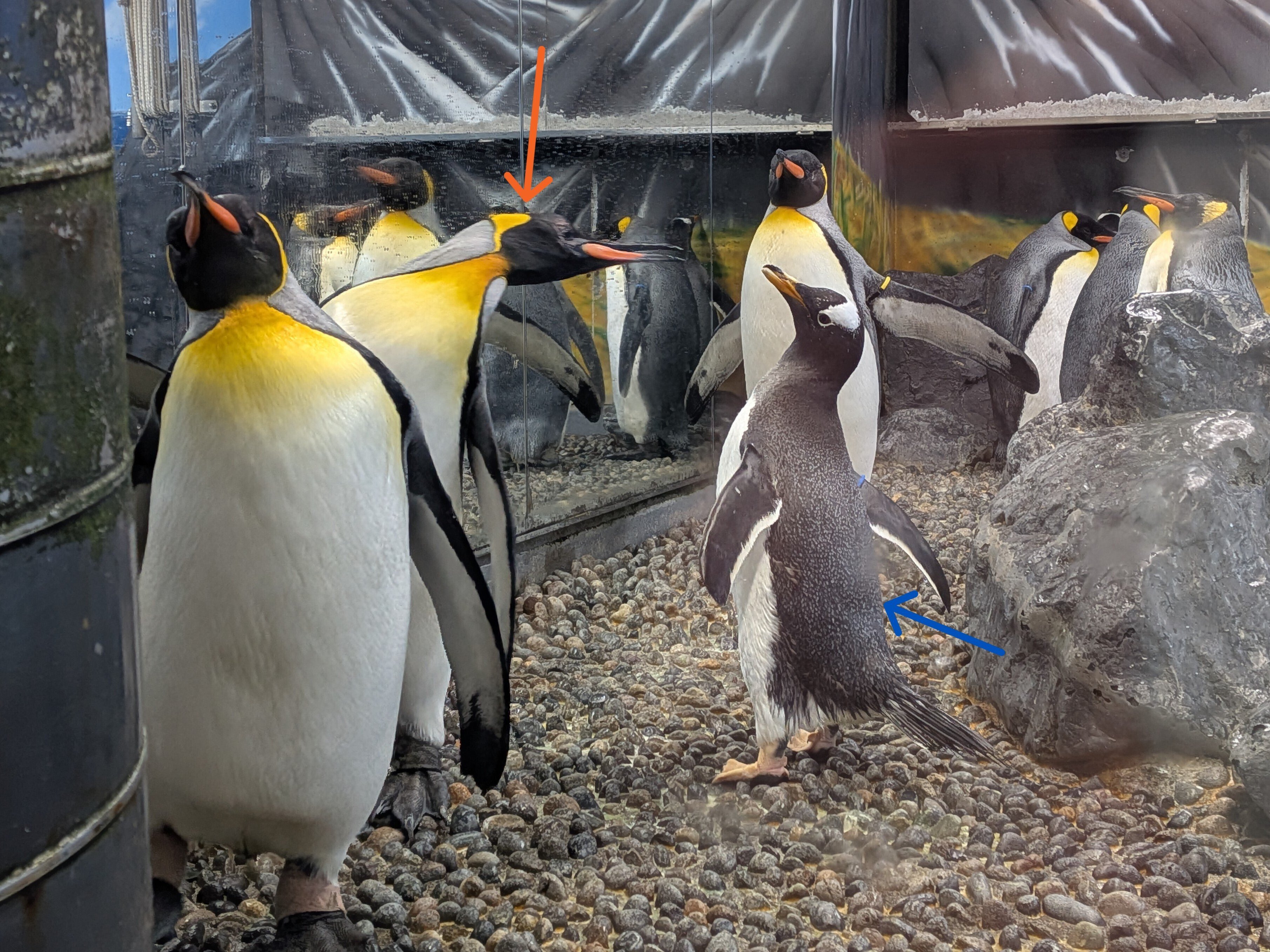 かわいい】ペンギンに癒される～越前松島水族館にて｜Yuka