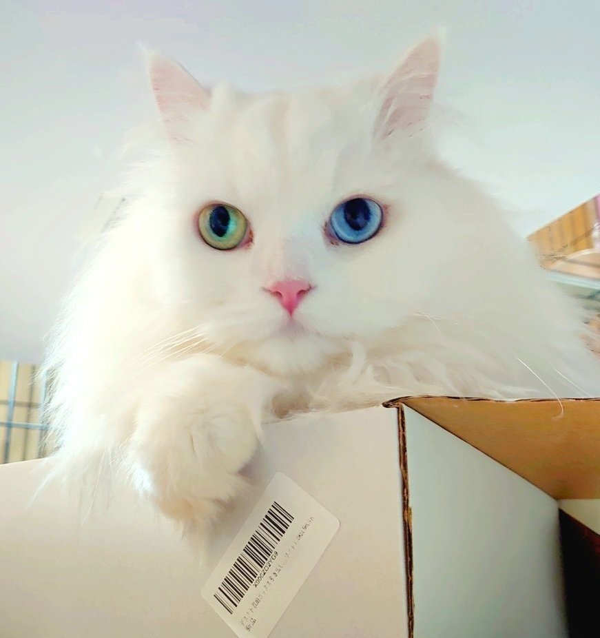 猫ナース日記│番外編】オッドアイの白猫と暮らす幸せ。耳の聞こえない