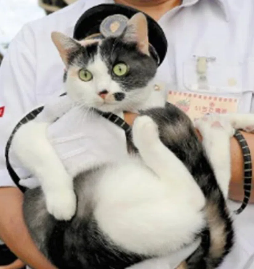 014 ローカル鉄道を救った猫「たま駅長」に会いに行った。｜タビジロウ