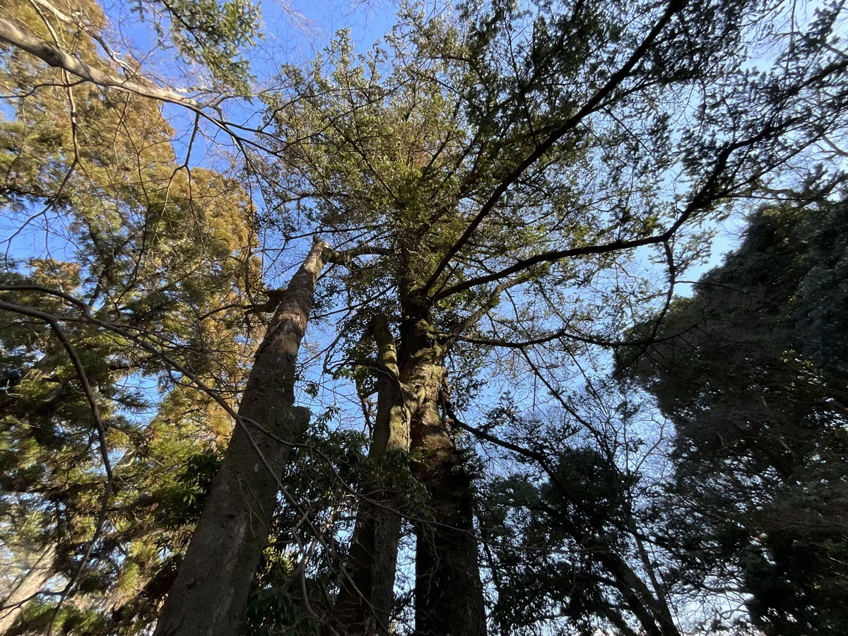 連理の枝(京都府立植物園)No.141:2026年2月22日(日)|藤井秀昭(『京都居候叢書』著者)