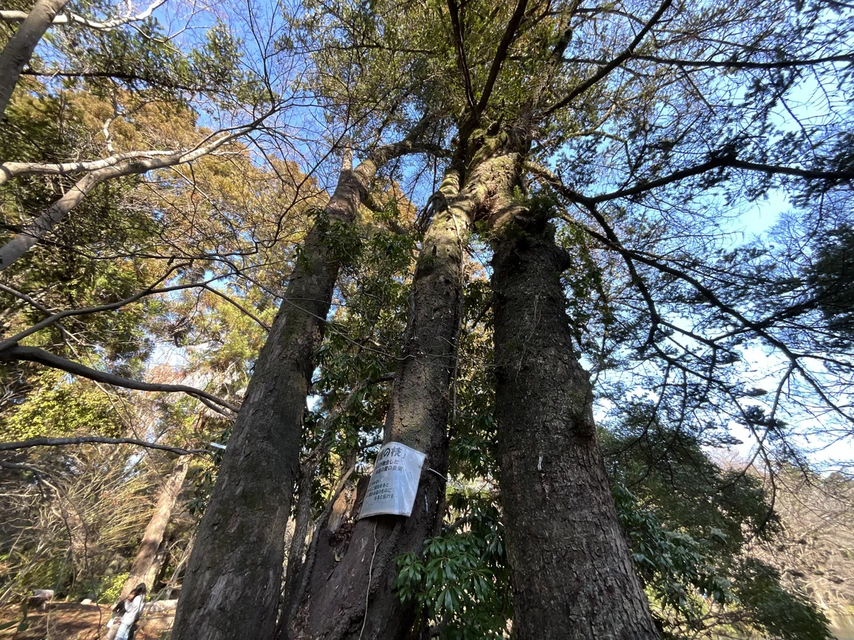 連理の枝(京都府立植物園)No.141:2026年2月22日(日)|藤井秀昭(『京都居候叢書』著者)