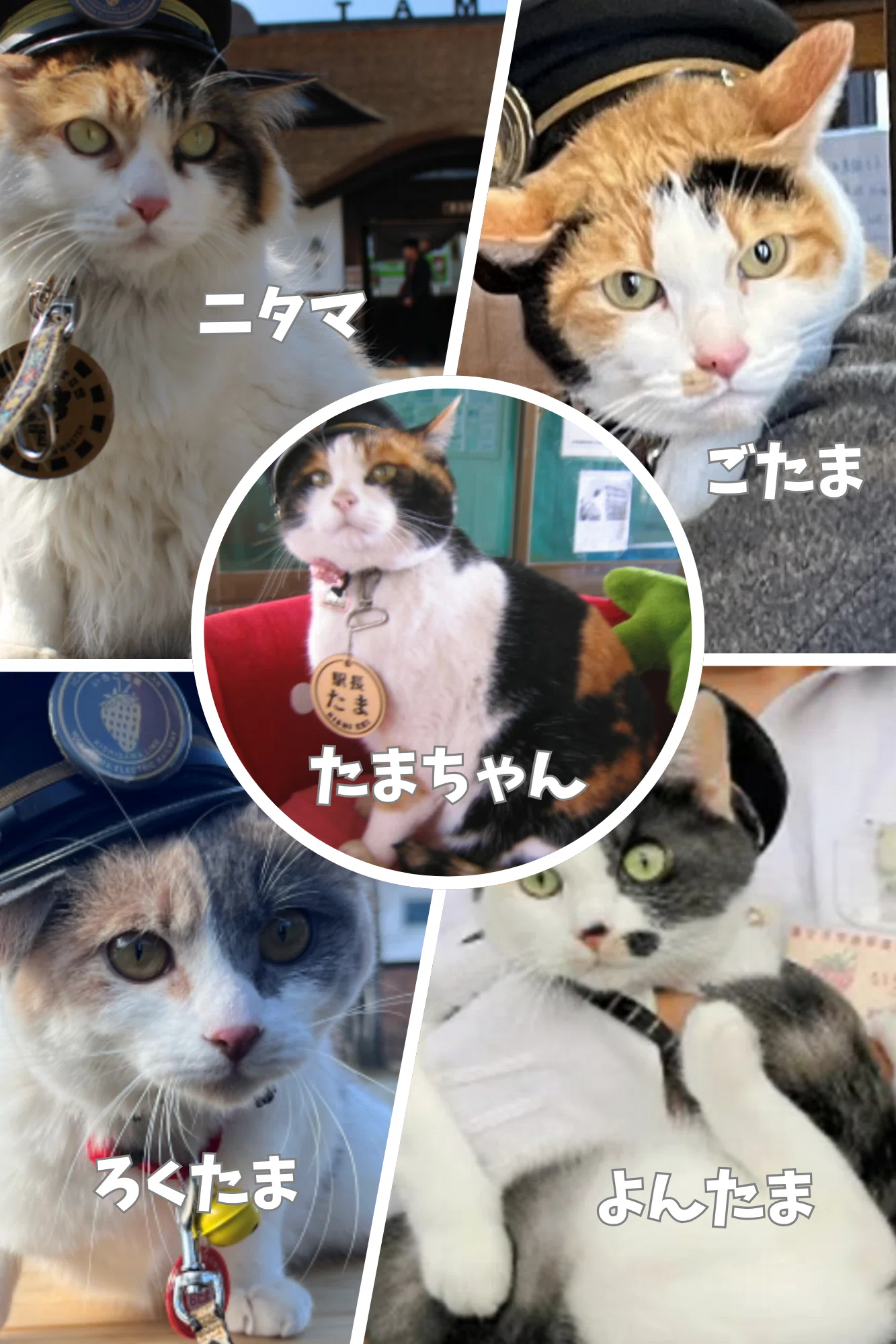 014 ローカル鉄道を救った猫「たま駅長」に会いに行った。｜タビジロウ