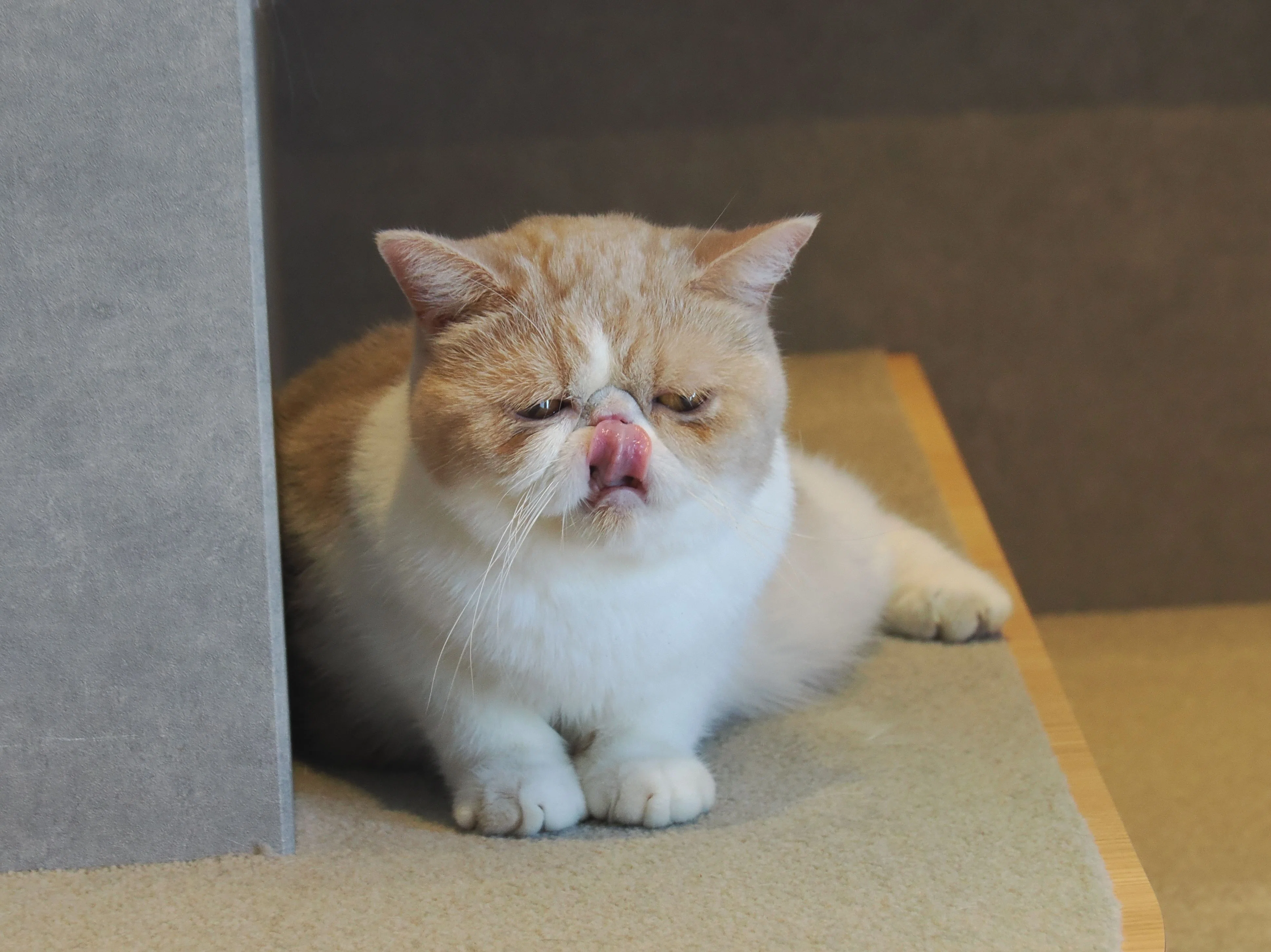猫カフェモカ（MOCHA）三宮店のモカにゃんず｜M_ayumi